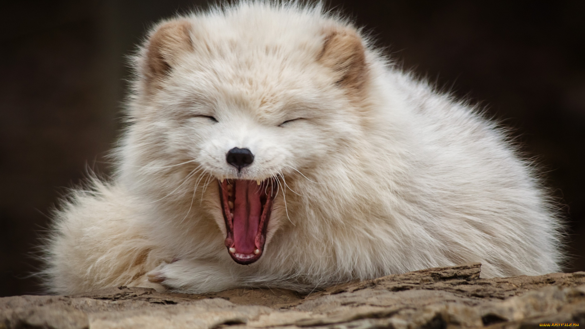 животные, песцы, забавный, белый, зевок