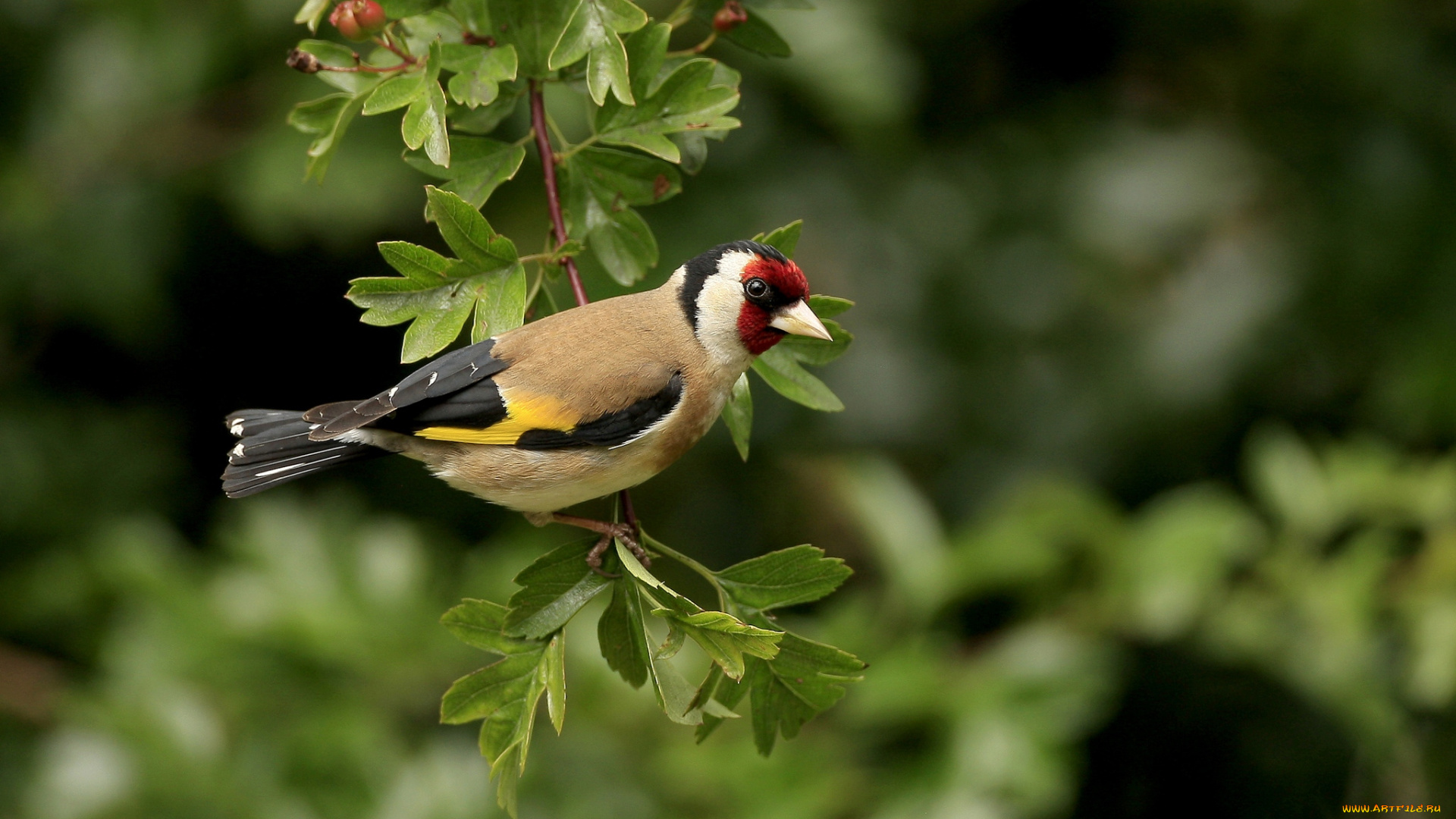 животные, птицы, ветка, перья