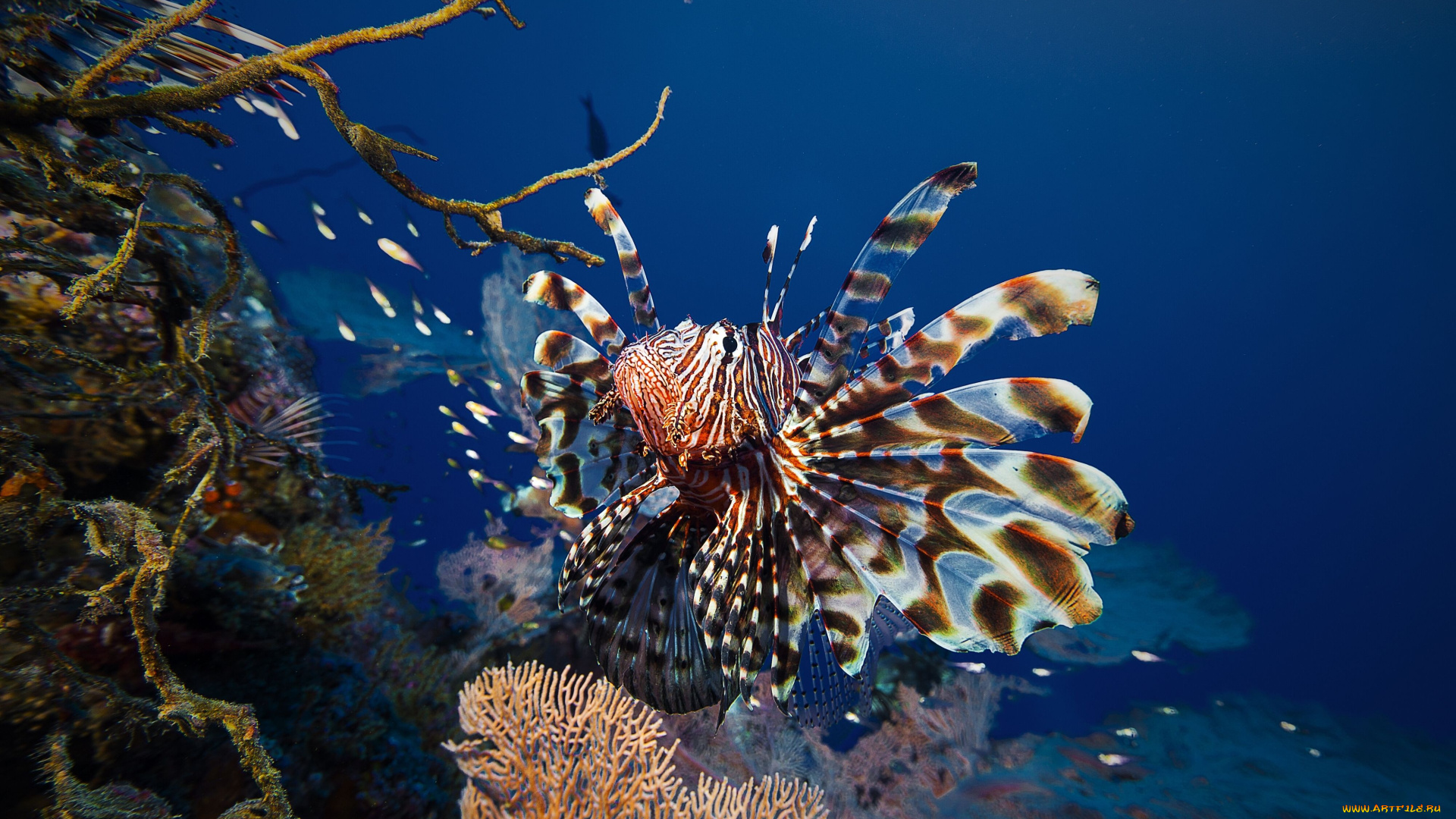 животные, рыбы, broadbarred, firefish, полосатая, крылатка, lionfish, рыба-лев, рыба-зебра