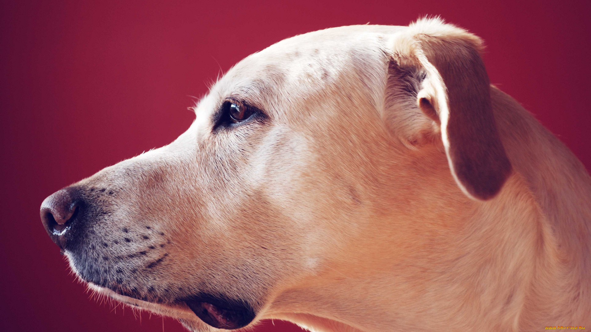 животные, собаки, лабрадор, ретривер