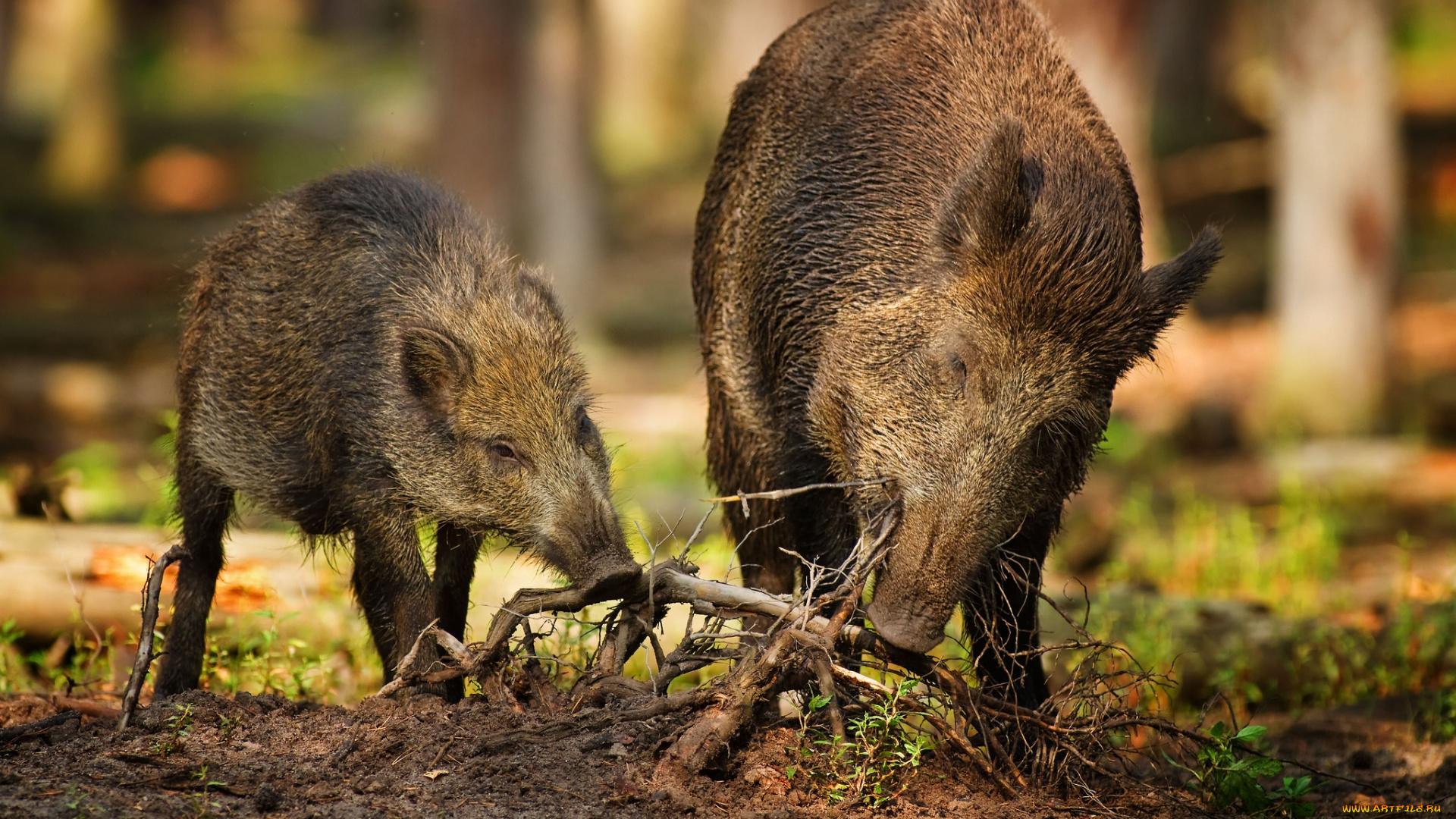 животные, свиньи, кабаны, хрюндель, корни, обед