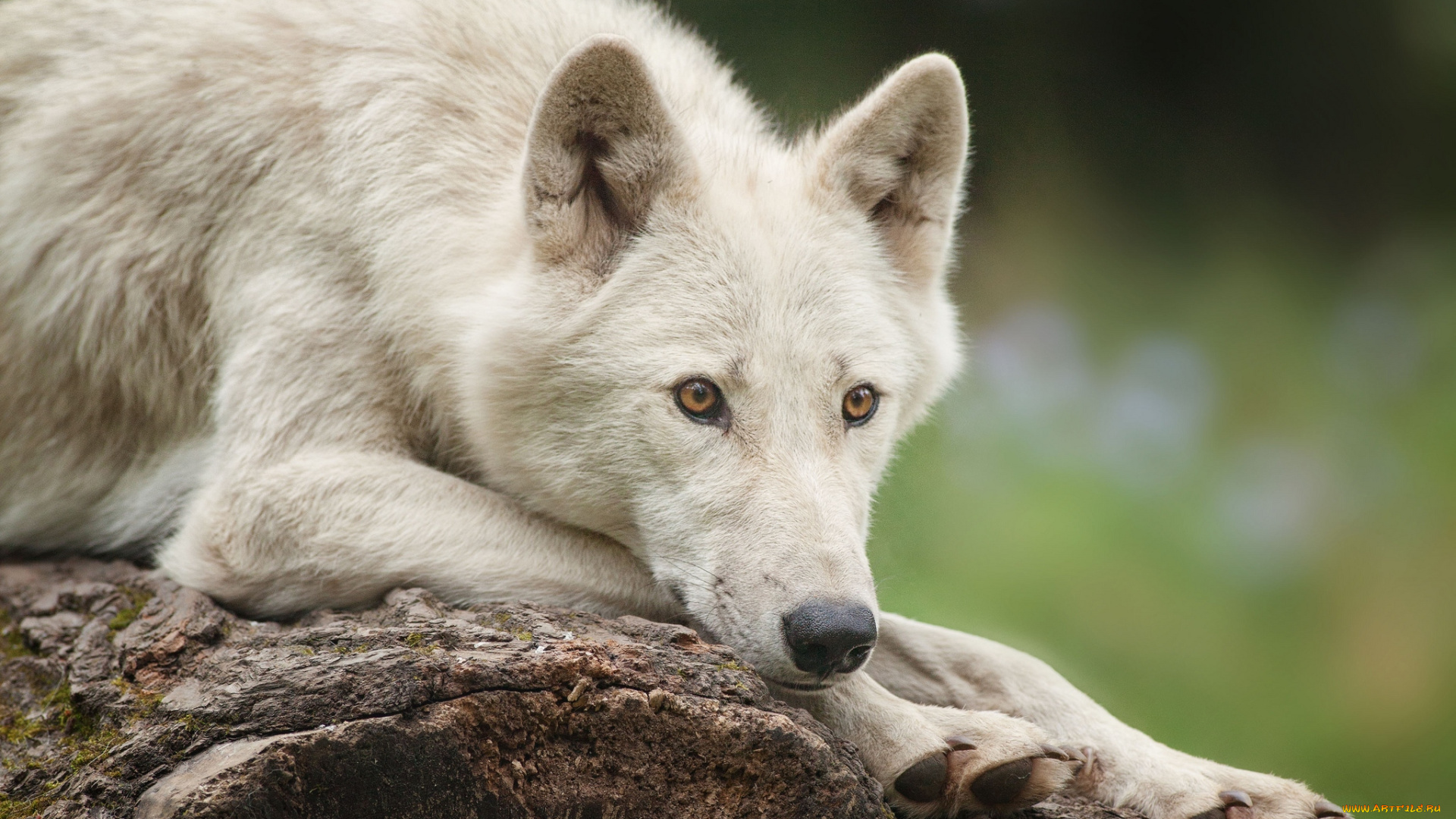 животные, волки, морда, белый, красавец