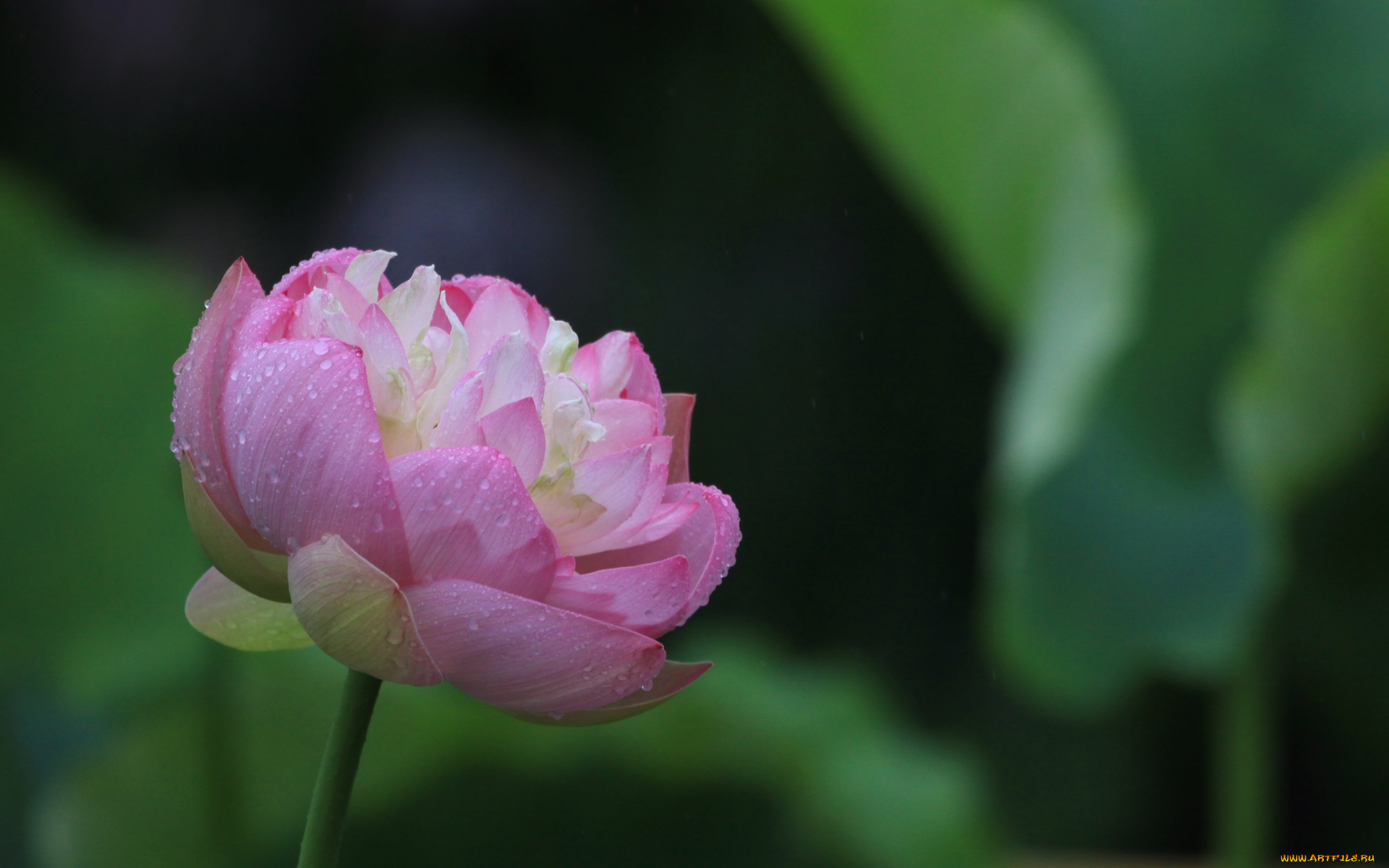 цветы, лотосы, лепестки, капли