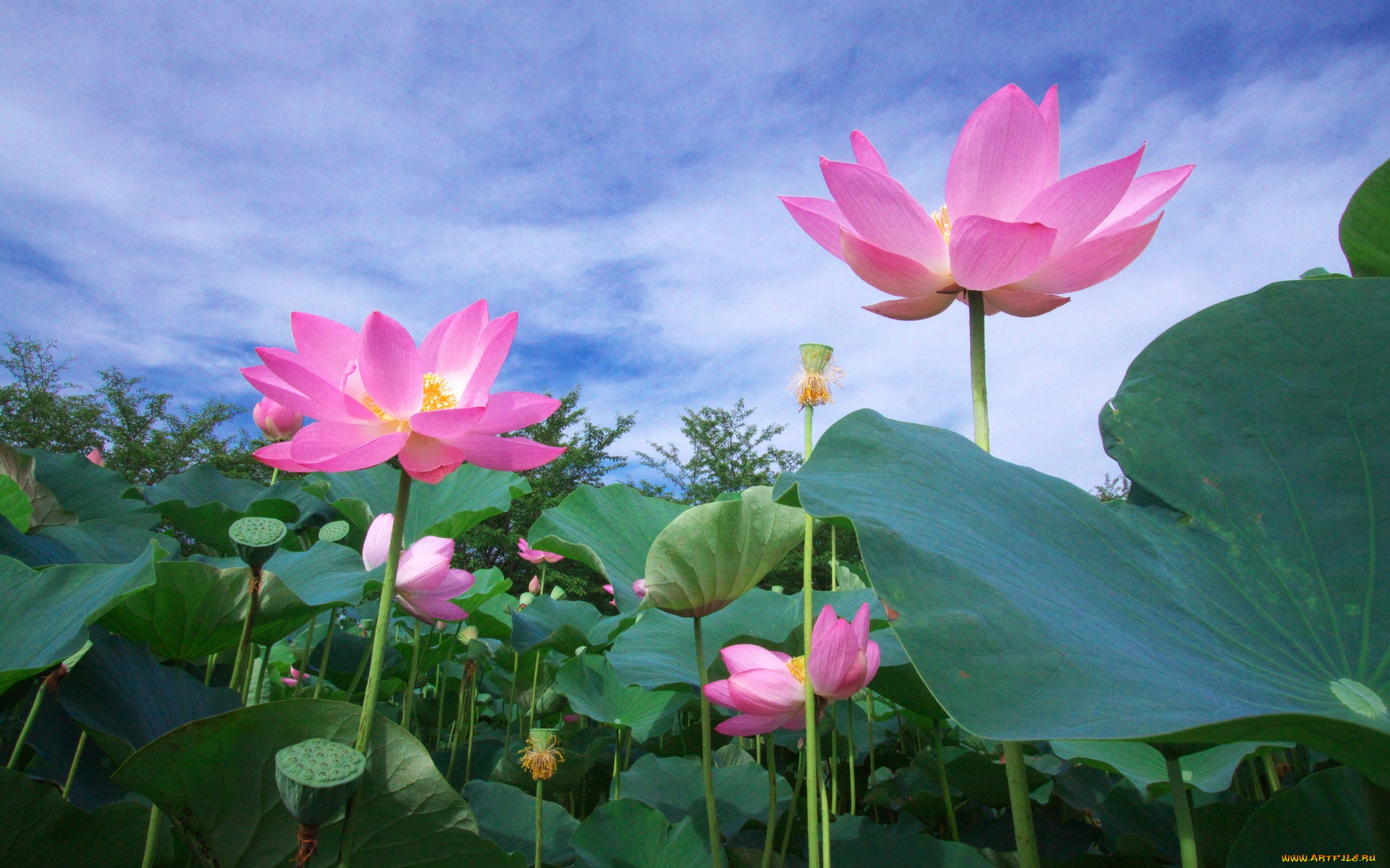 цветы, лотосы, лотос