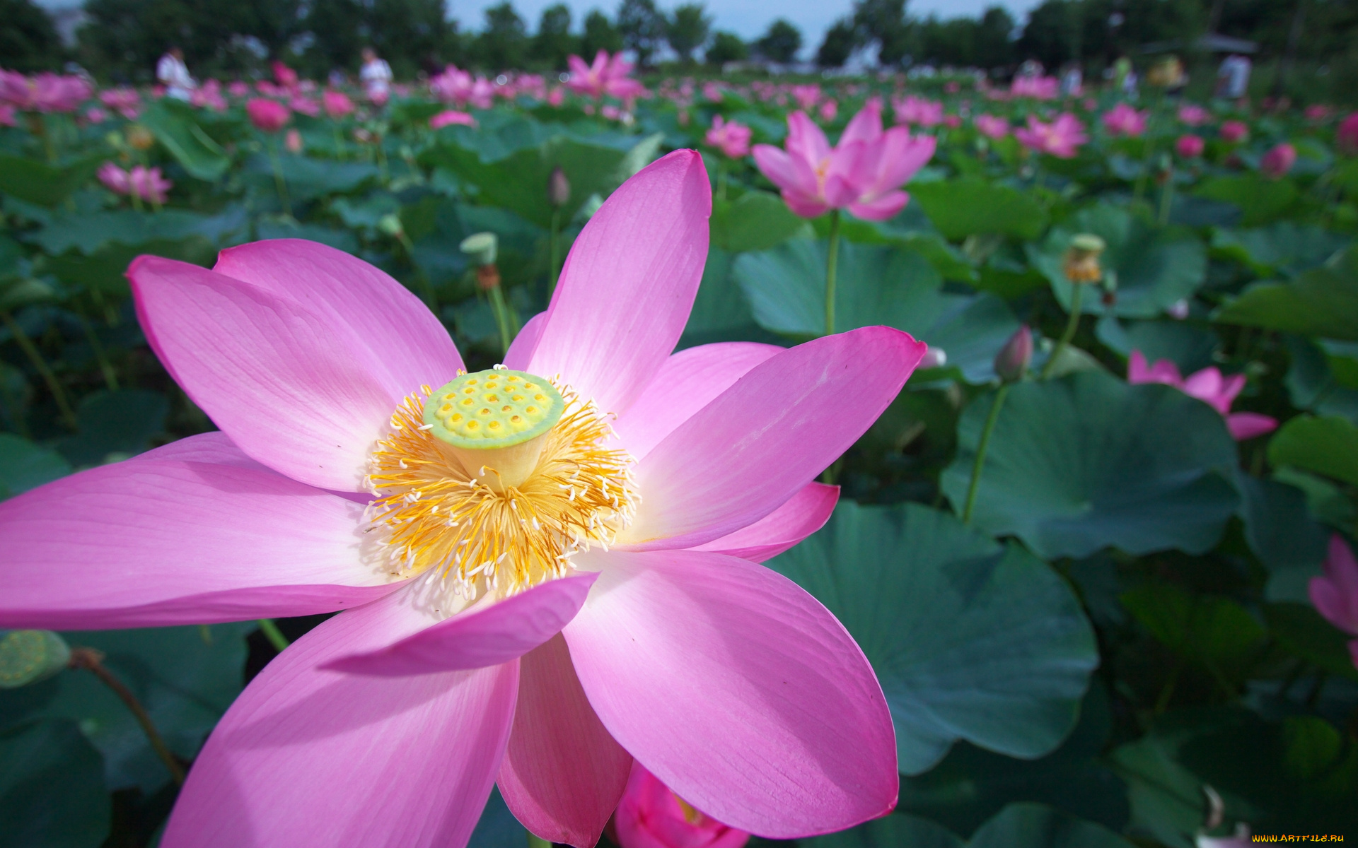 цветы, лотосы, лотос