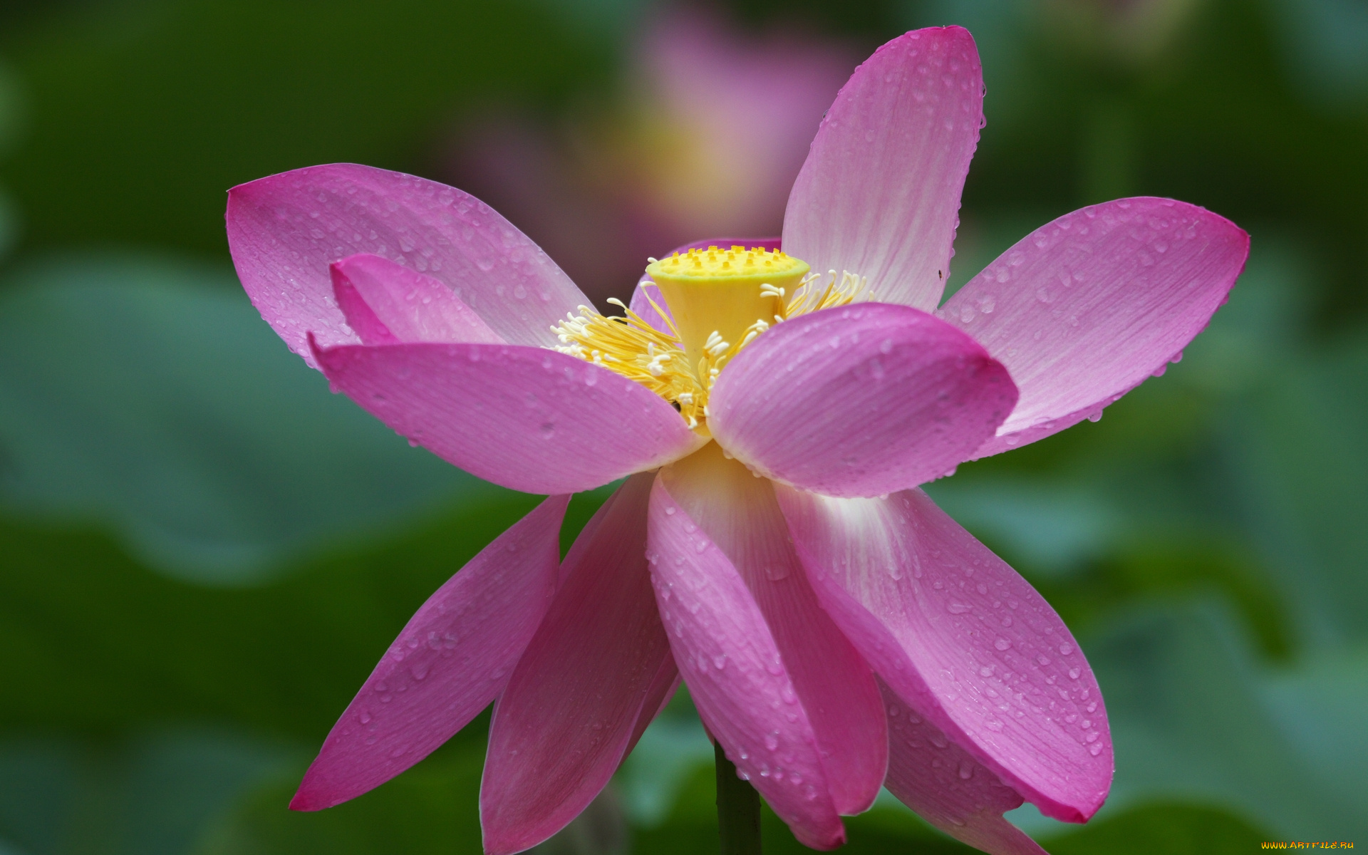 цветы, лотосы, лотос