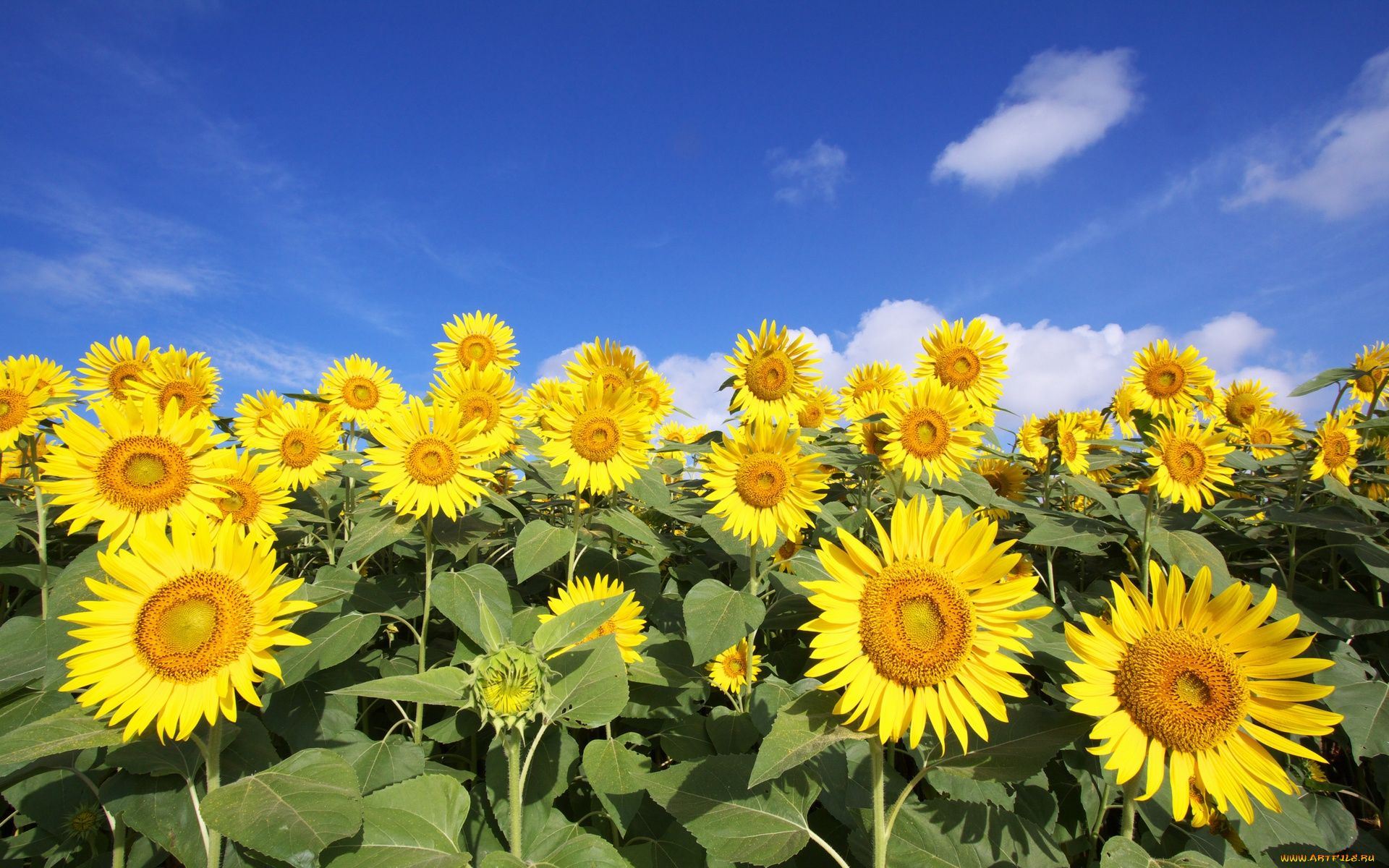 цветы, подсолнухи