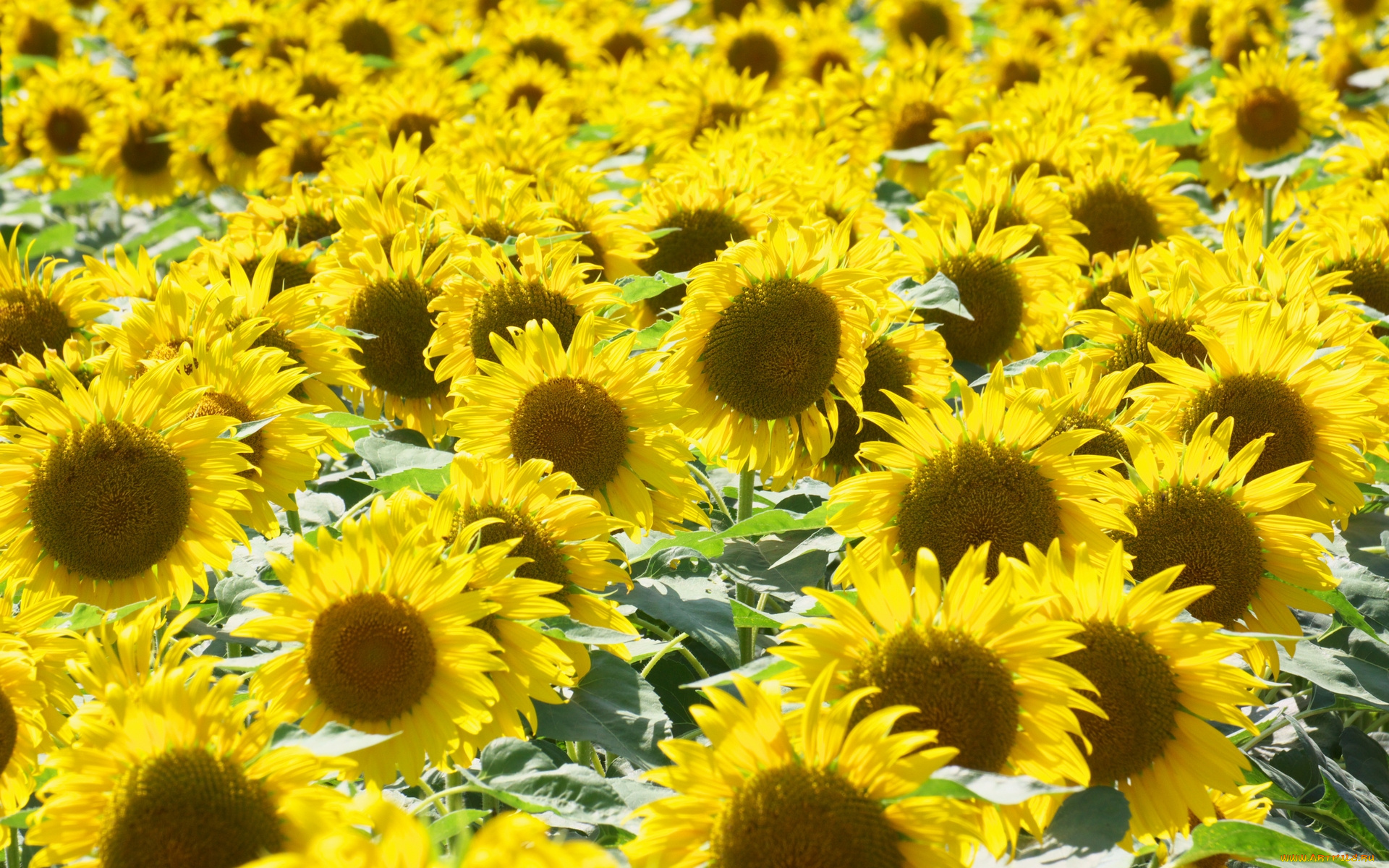 цветы, подсолнухи