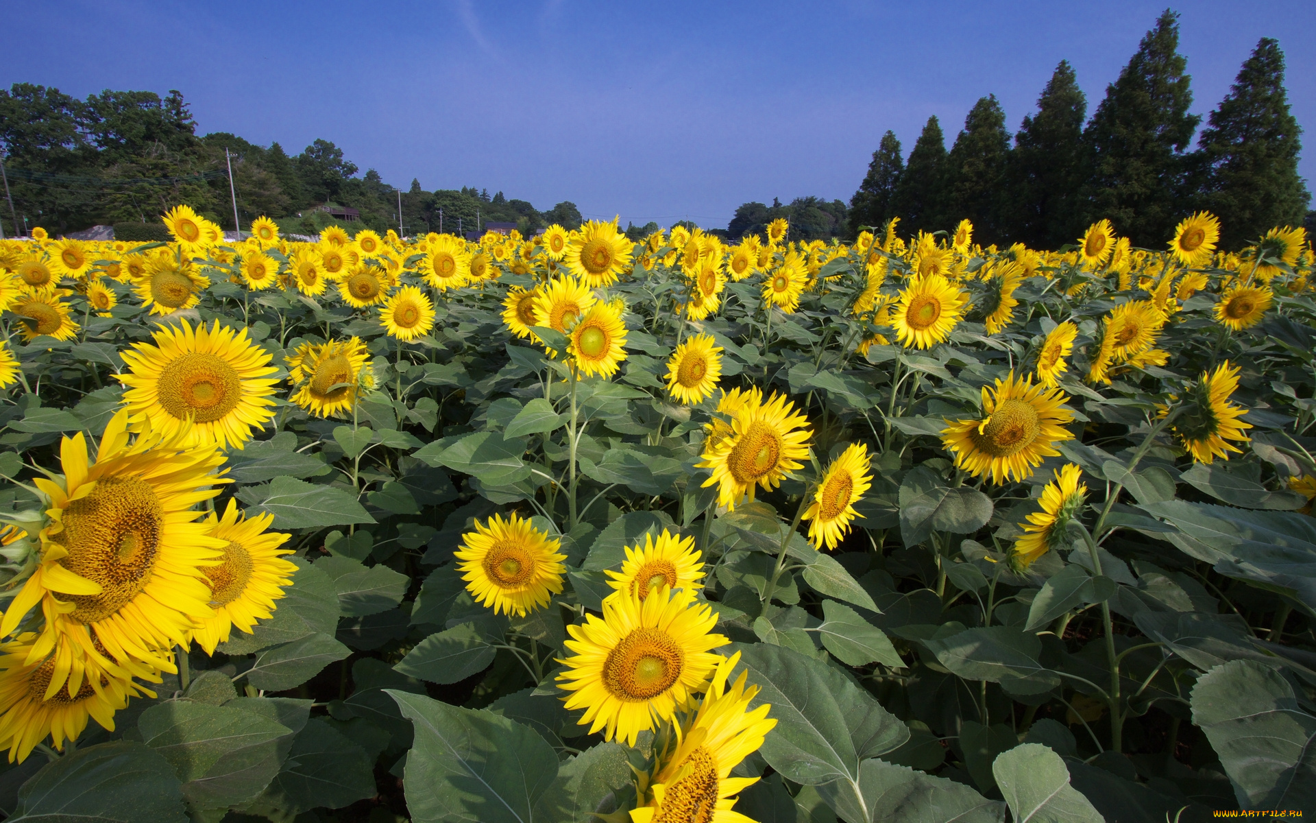 цветы, подсолнухи
