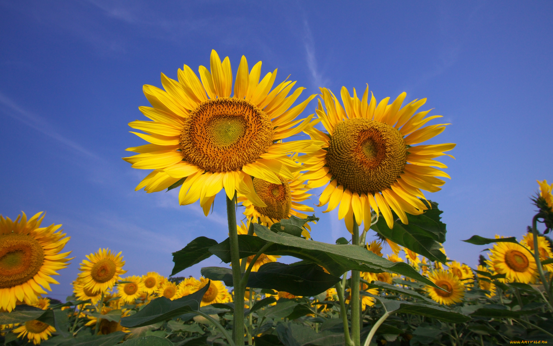 цветы, подсолнухи