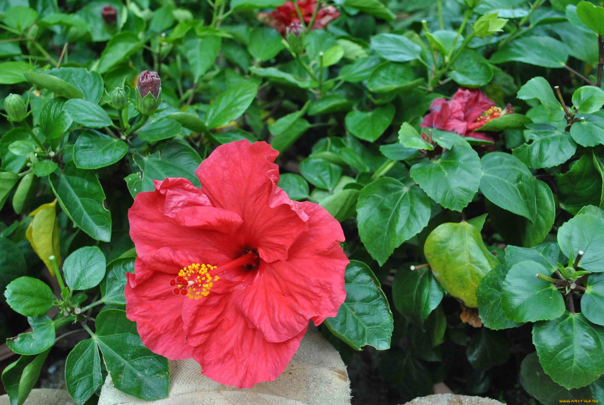 цветы, гибискусы, гибискус