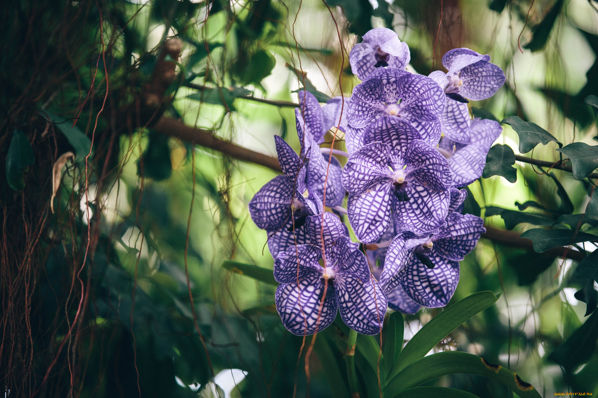 цветы, орхидеи, сиреневый, экзотика, ветка