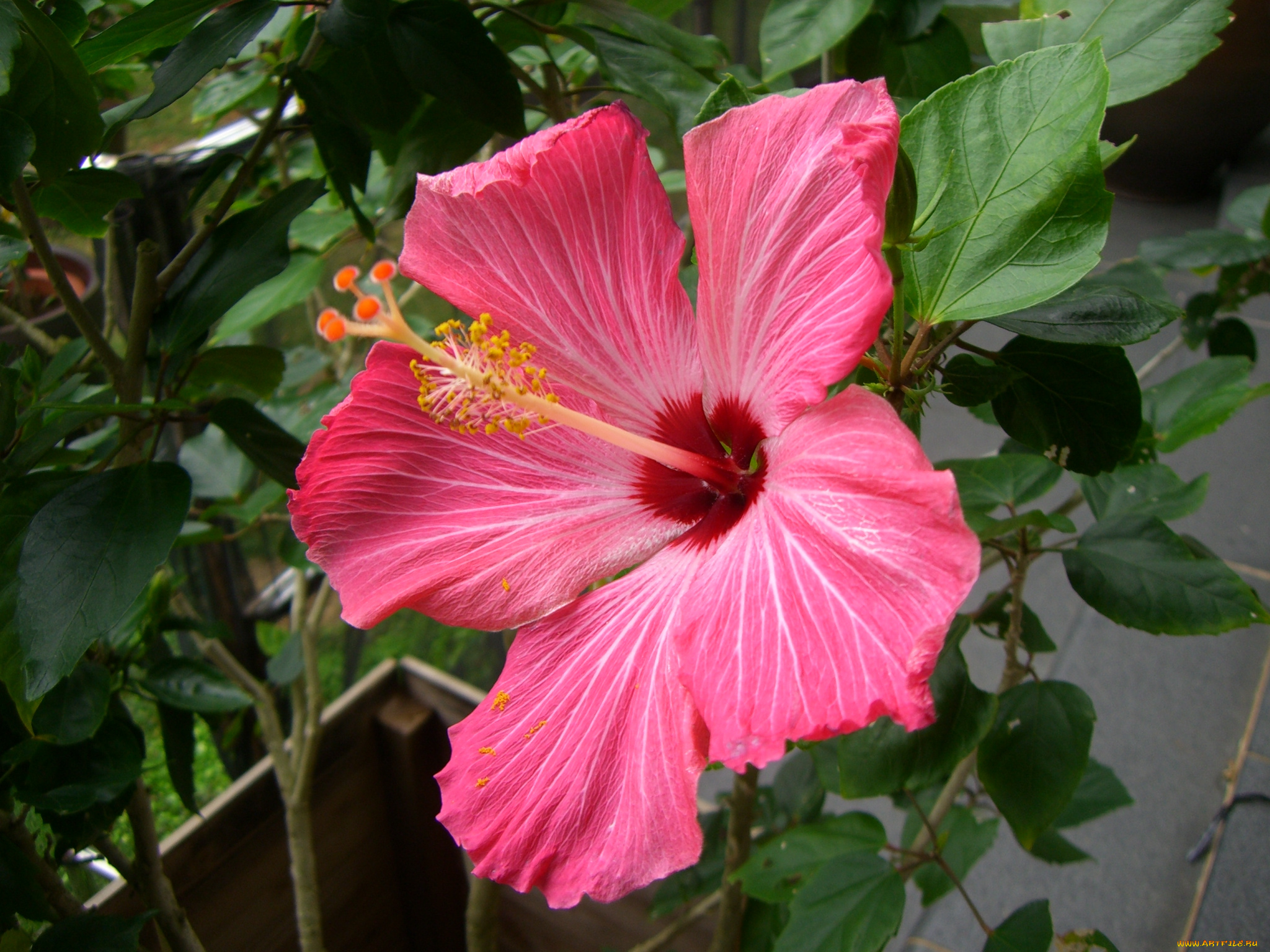 цветы, гибискусы, гибискус