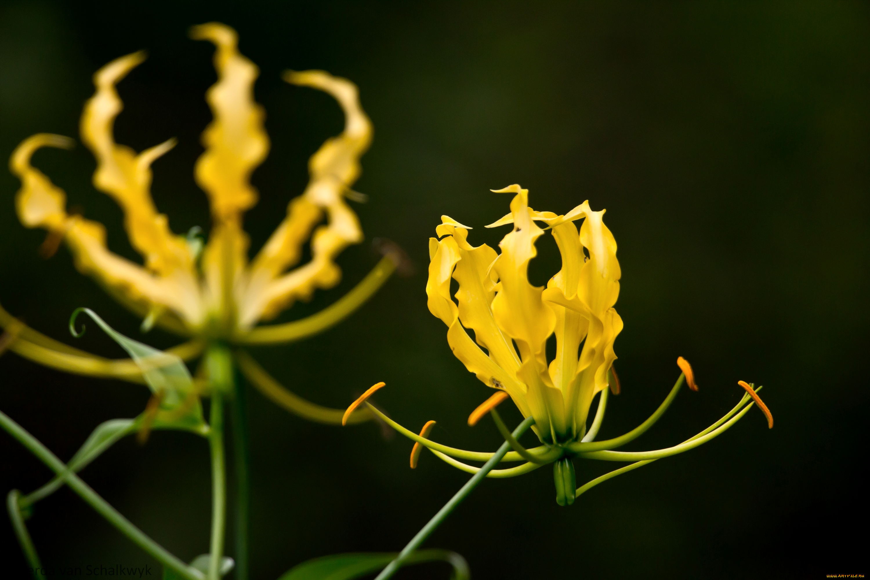цветы, глориоза, пламя, желтый