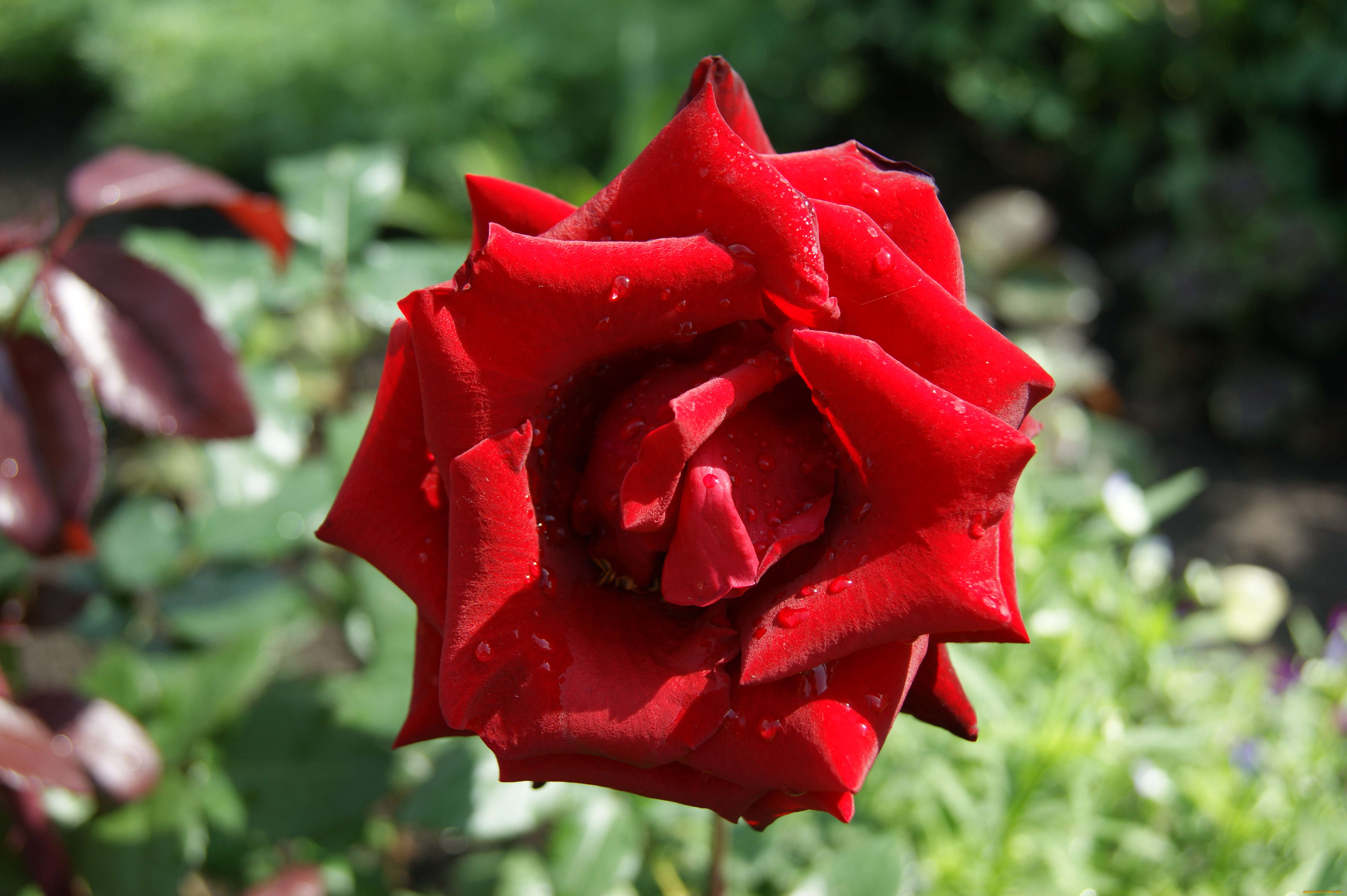 цветы, розы, зеленый, фон, роза