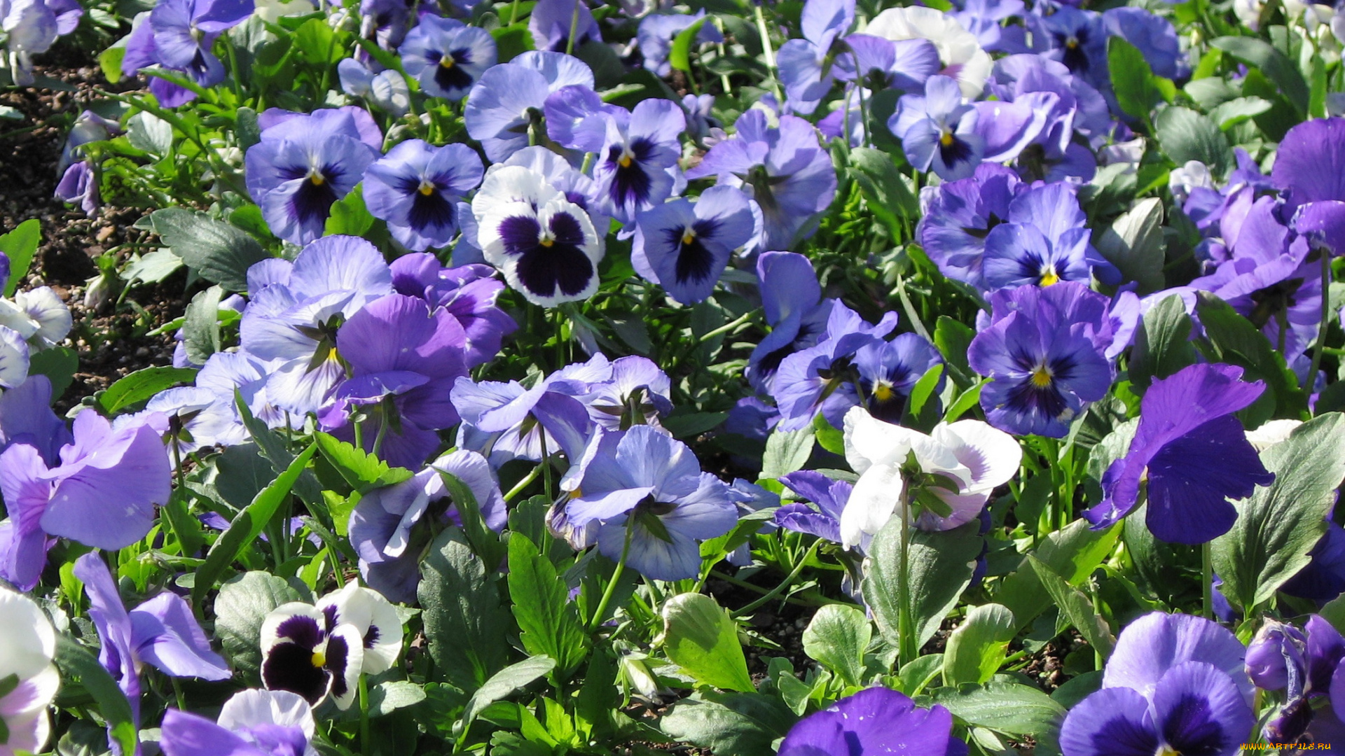 цветы, анютины, глазки, садовые, фиалки, фиалка, клумба