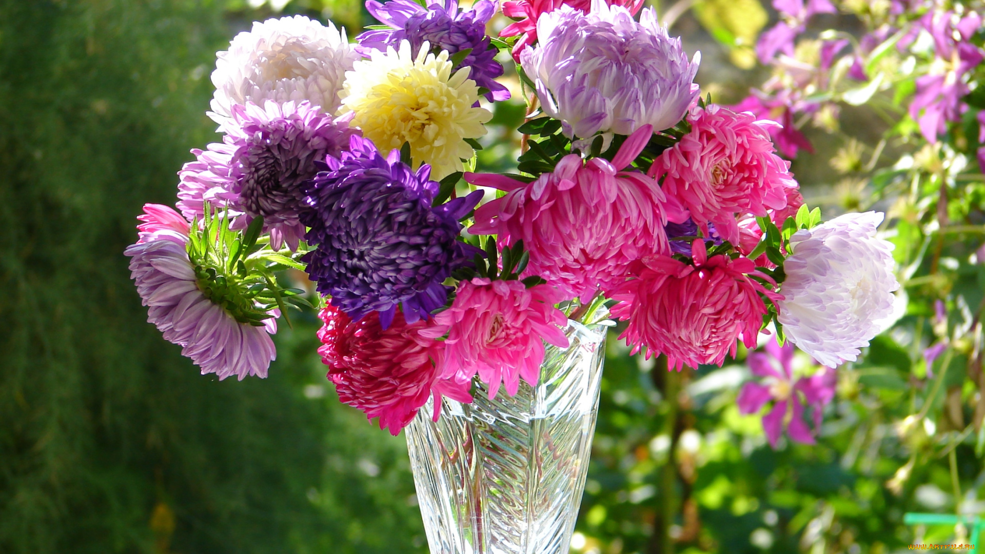 цветы, астры, осень