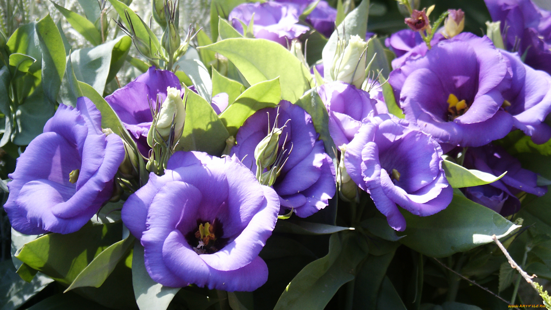 цветы, эустома, лизиантус