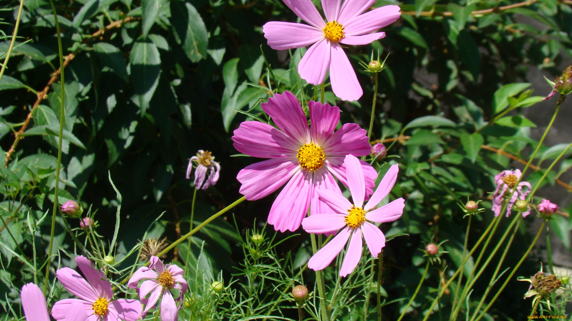 цветы, космея