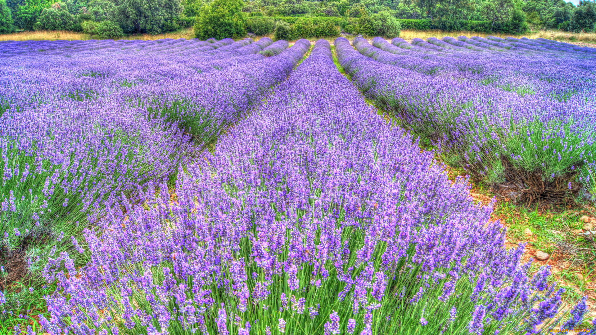 цветы, лаванда, поле