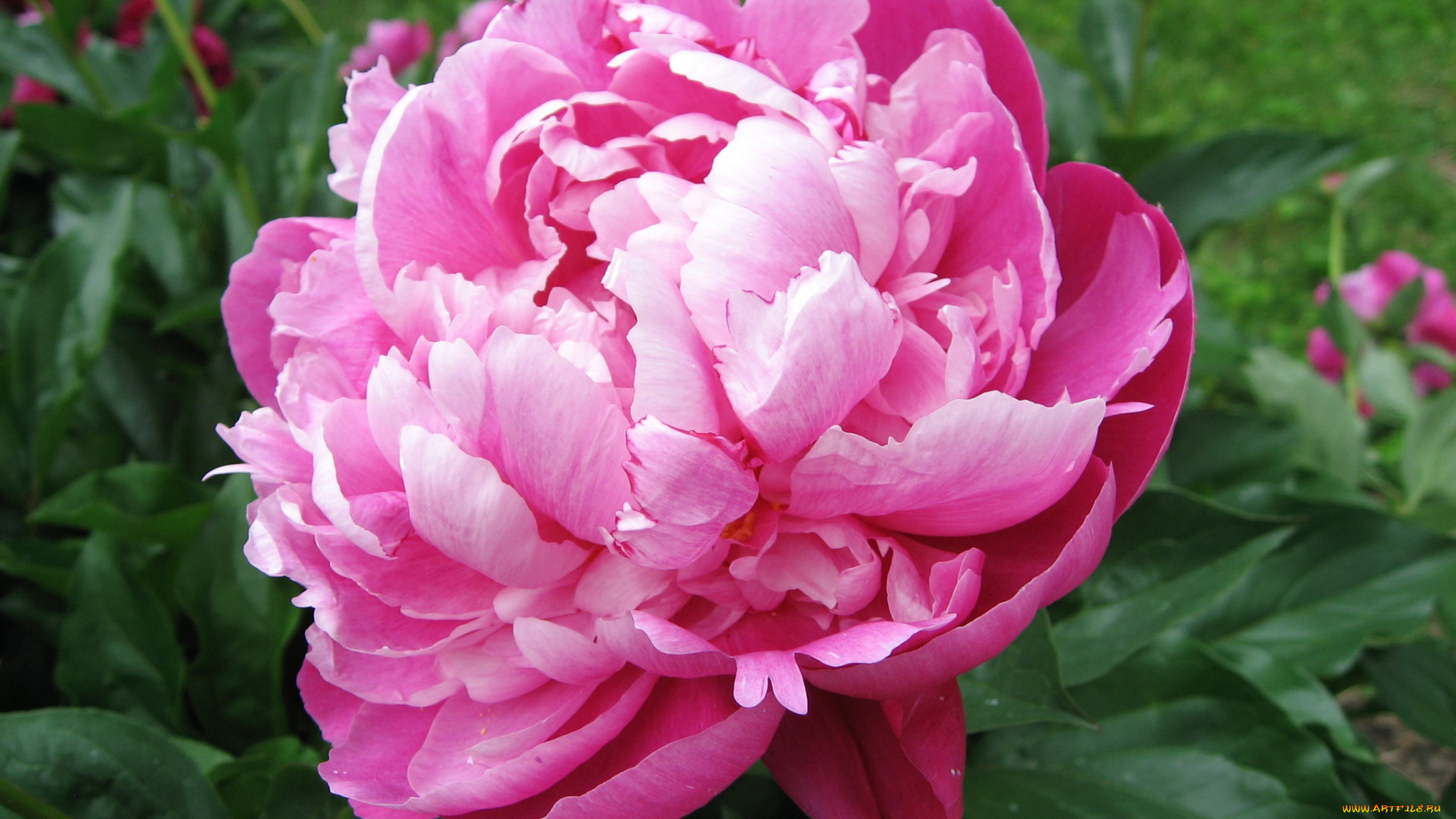 цветы, пионы, пион