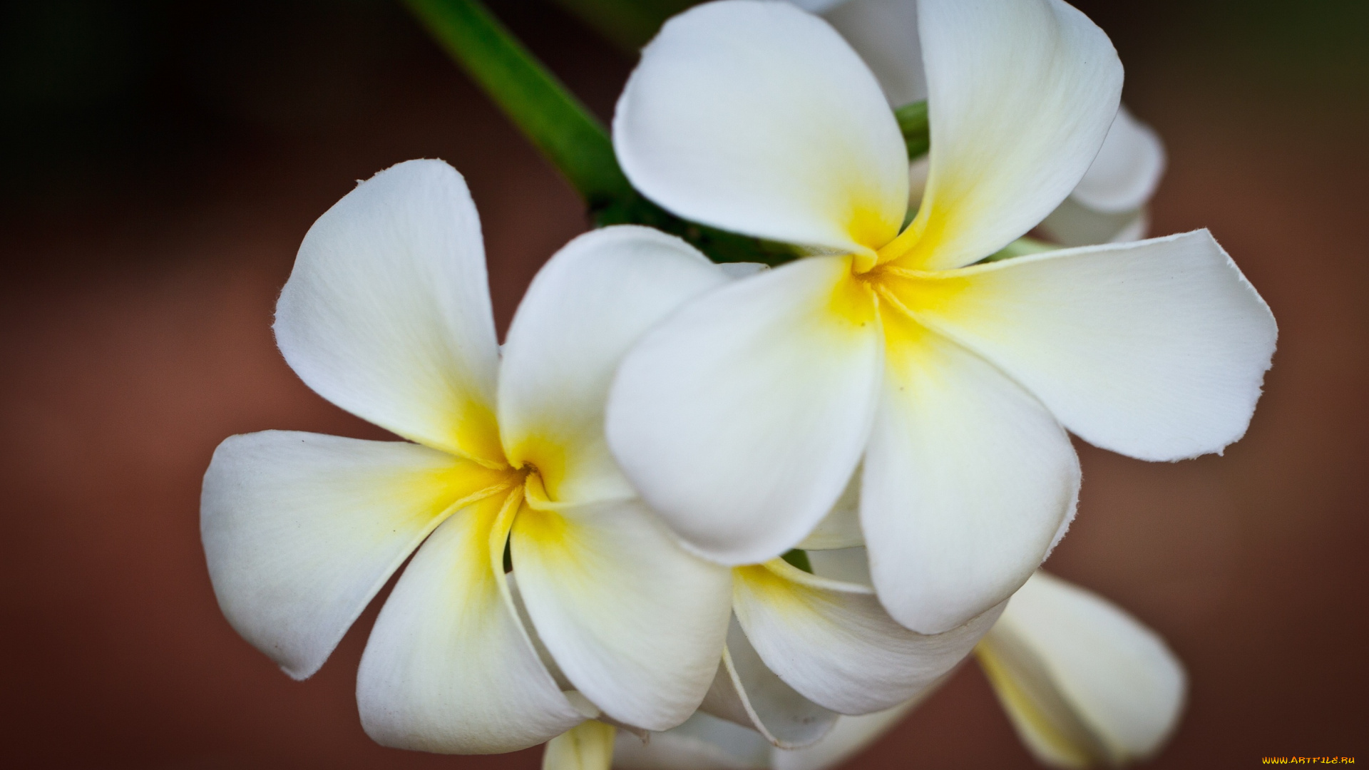 цветы, плюмерия