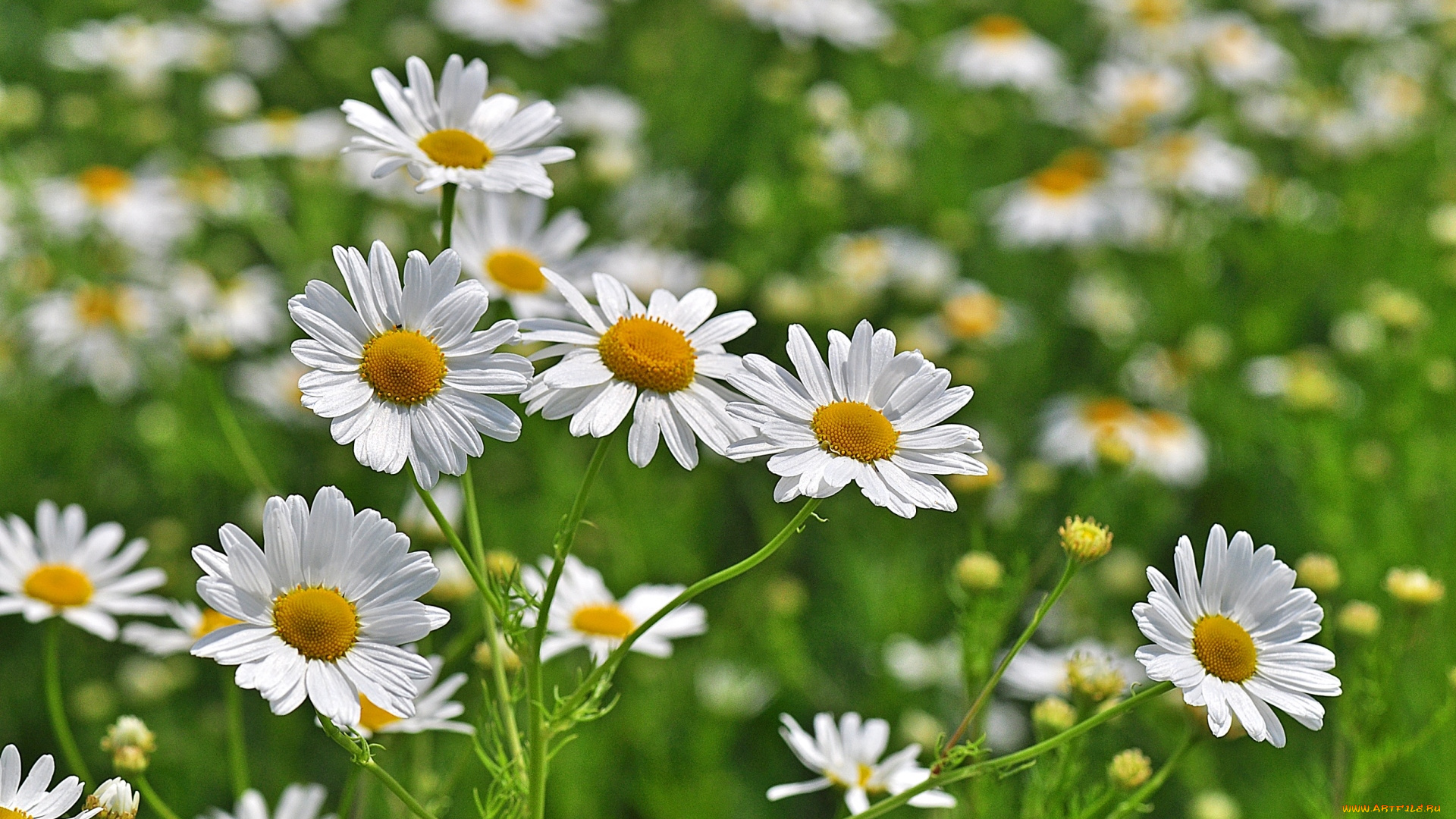 цветы, ромашки, солнышка
