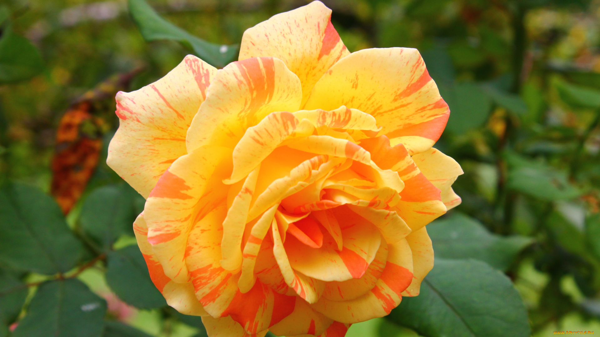 цветы, розы, лепестки, макро, бутон