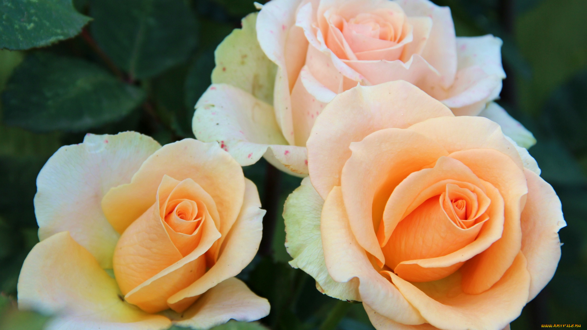 цветы, розы, трио