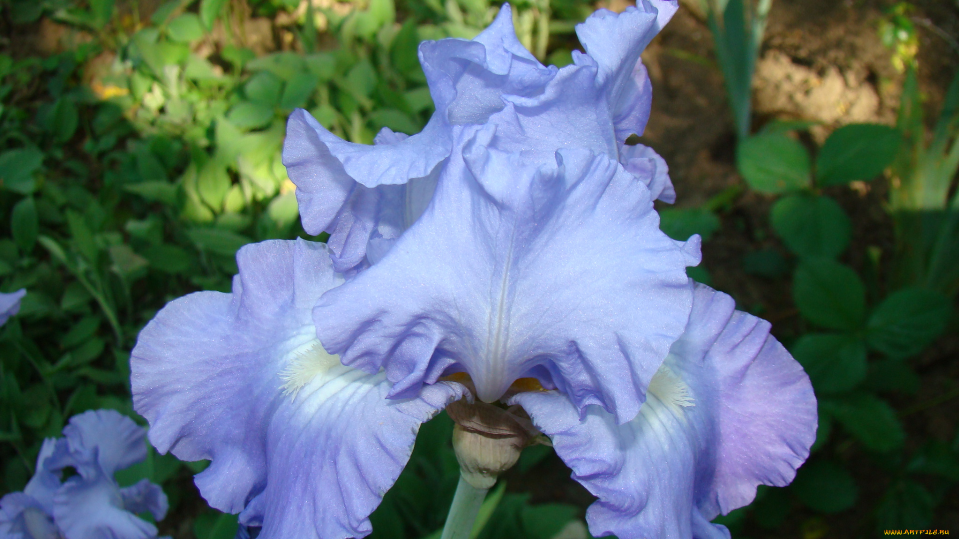 ирис, цветы, ирисы