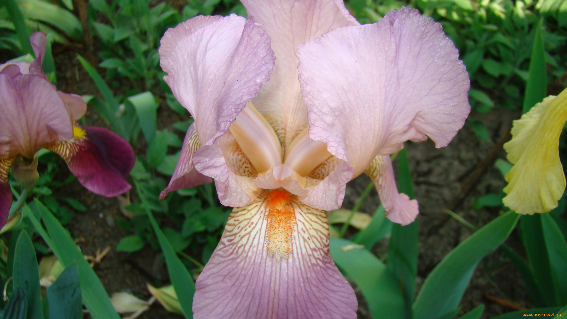 ирис, цветы, ирисы