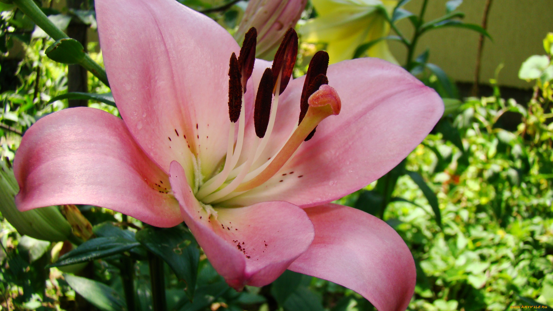 лилия, цветы, лилии, лилейники