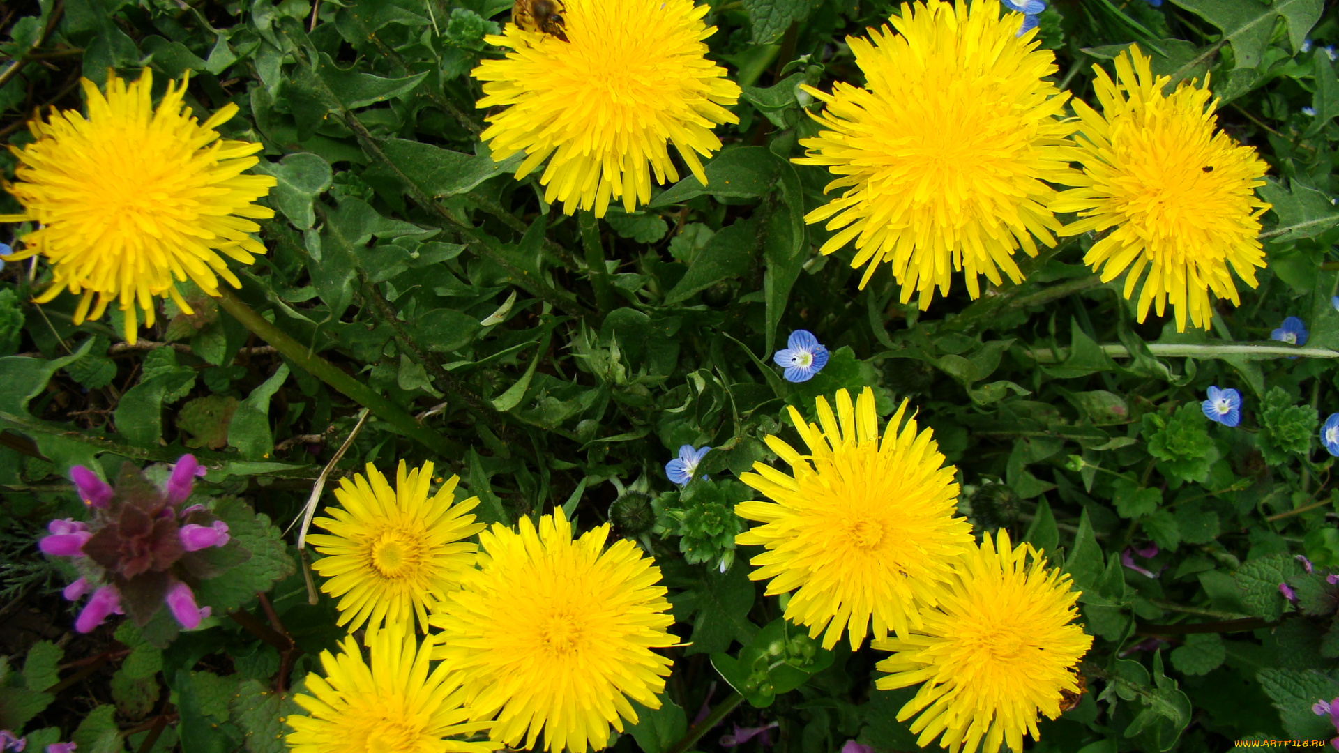 одуванчики, цветы