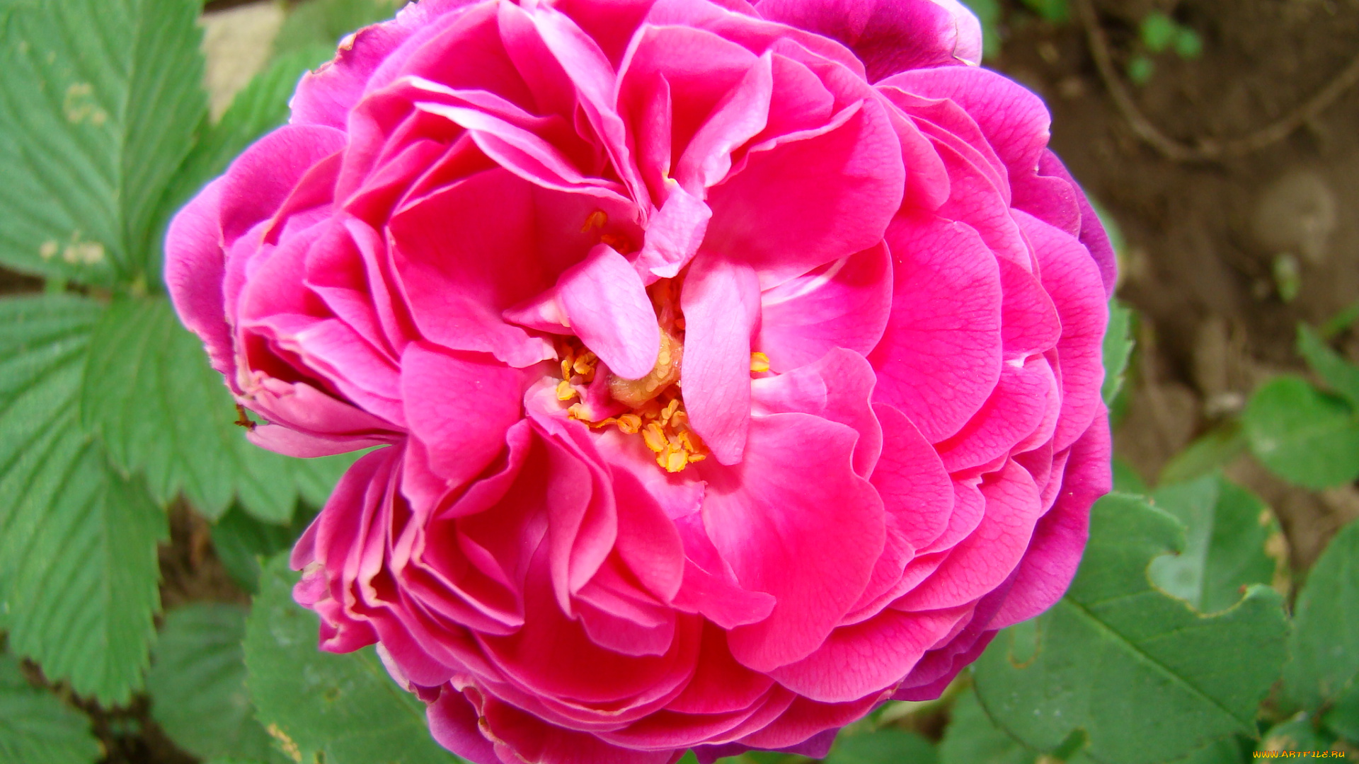 роза, цветы, розы