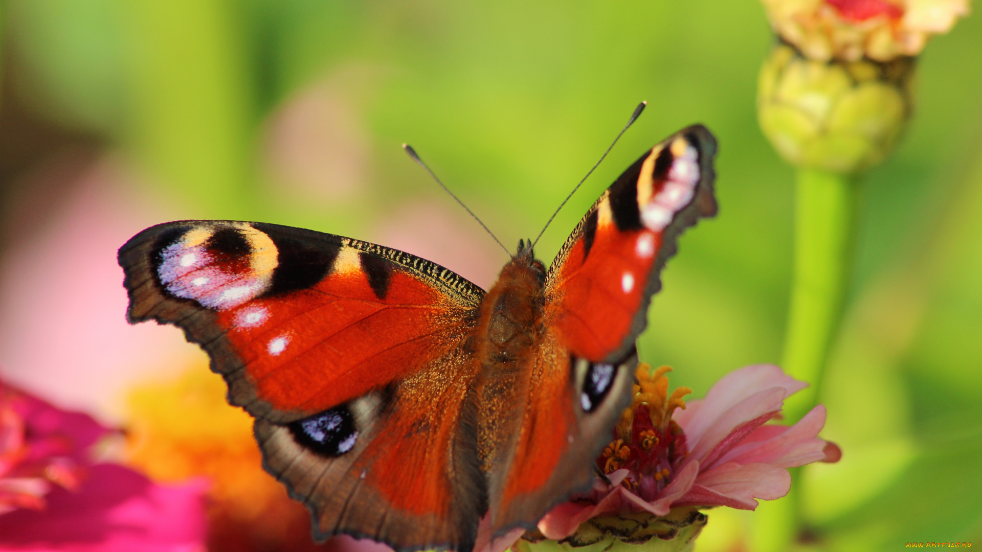 животные, бабочки, павлиний, глаз