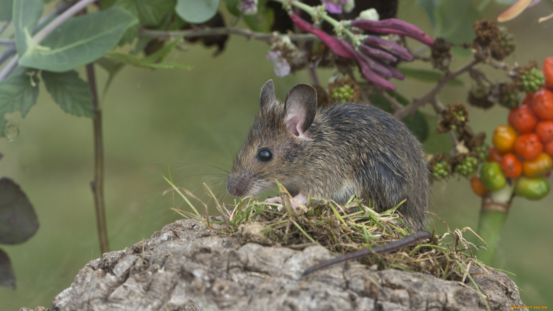 животные, крысы, мыши, грызун, лесная, мышь