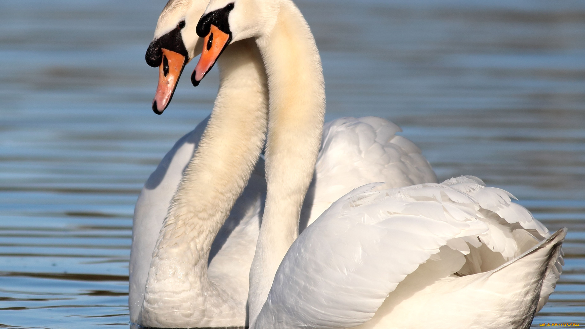 животные, лебеди, пара