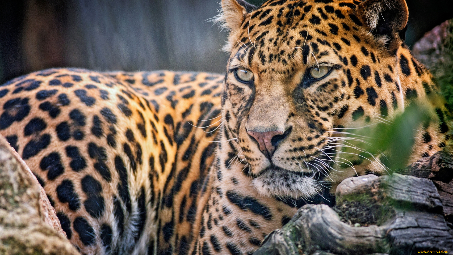 животные, леопарды, хищник, кошка