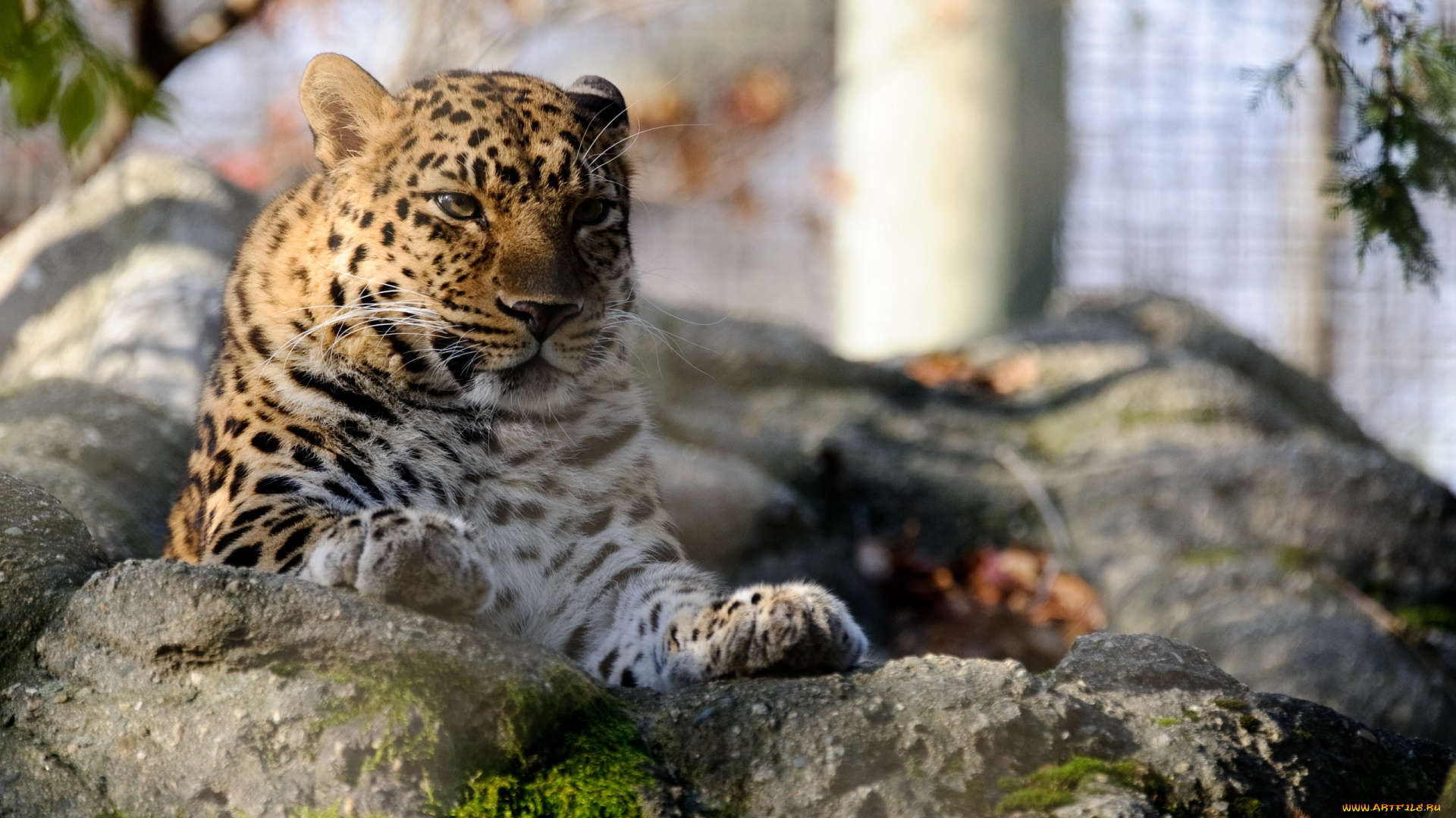 животные, леопарды, отдых, камни, амурский, леопард