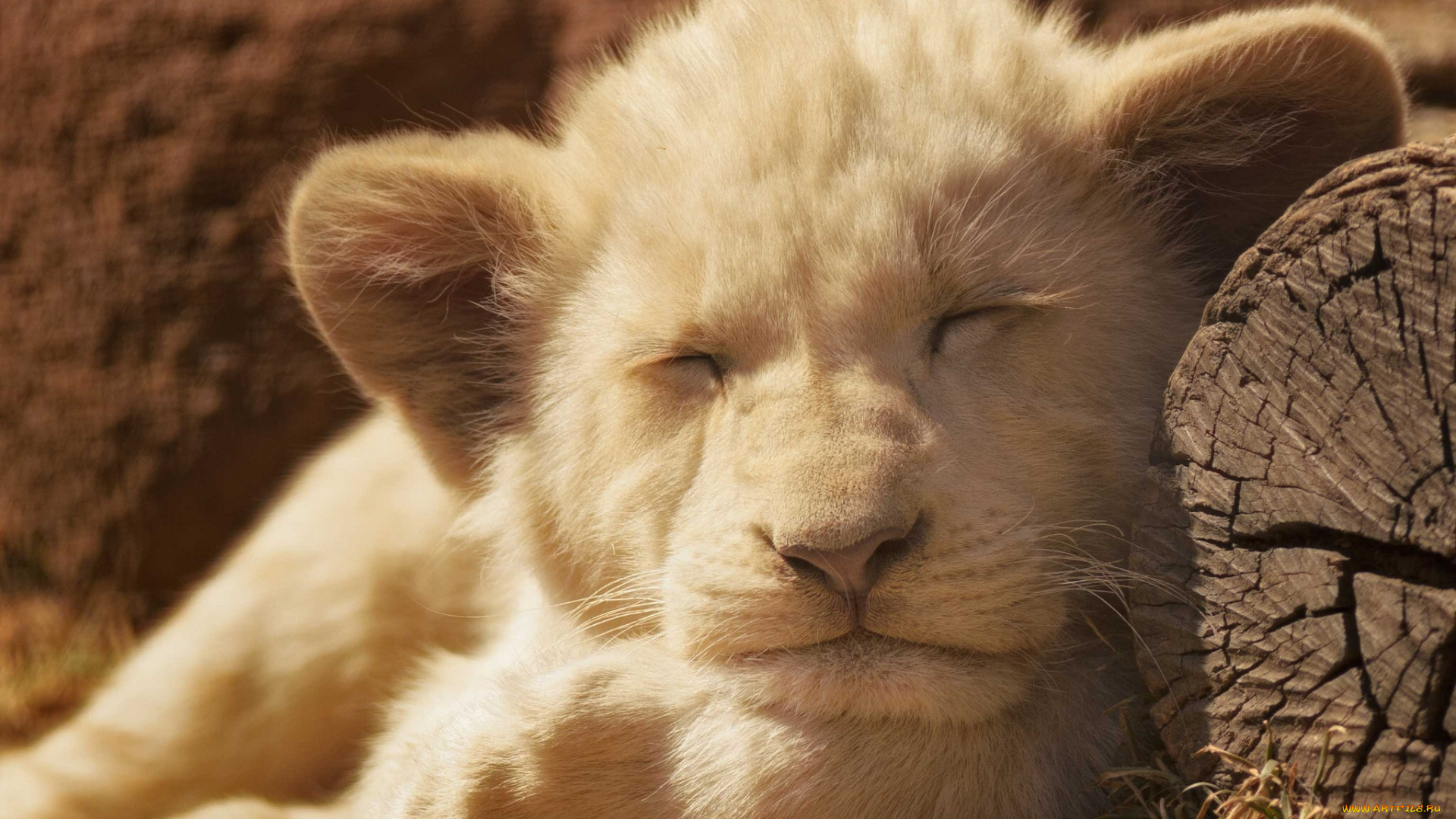 животные, львы, спящий, львёнок