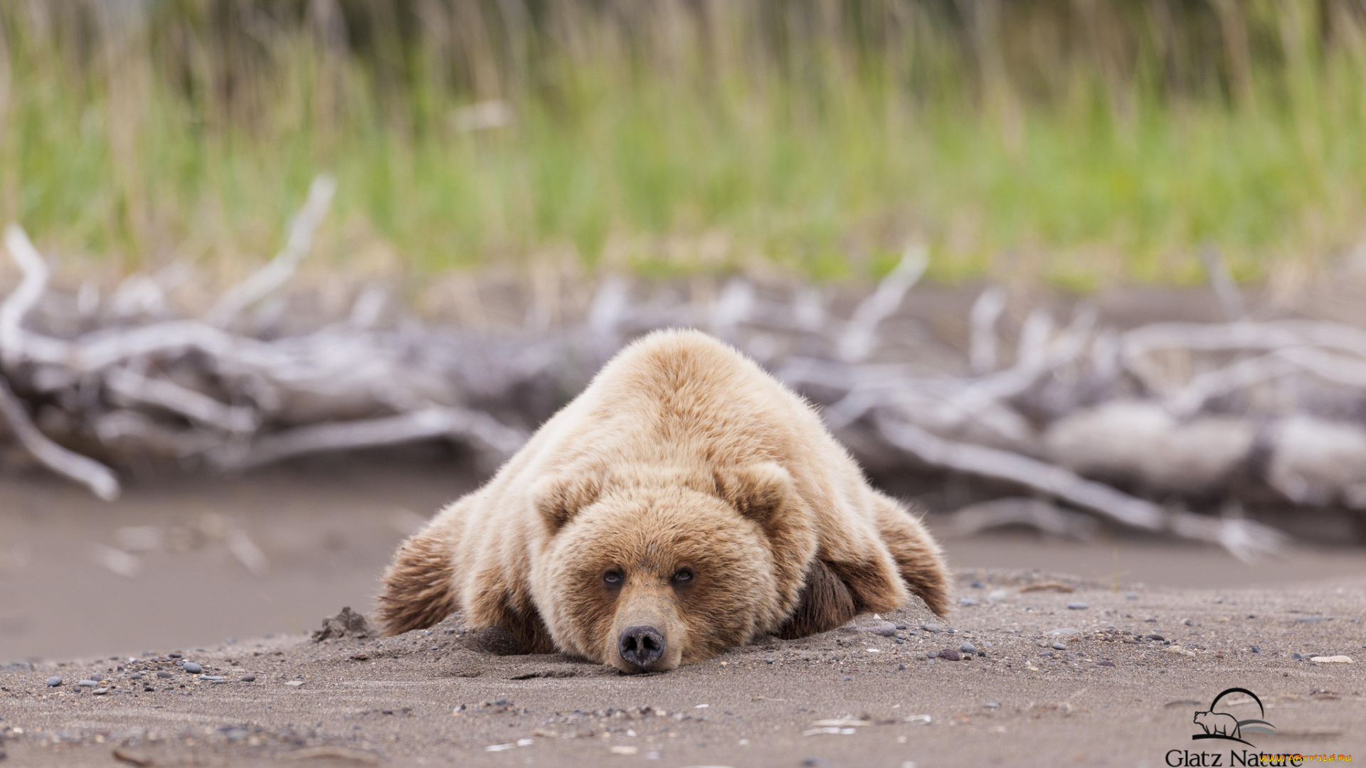 животные, медведи, бурый