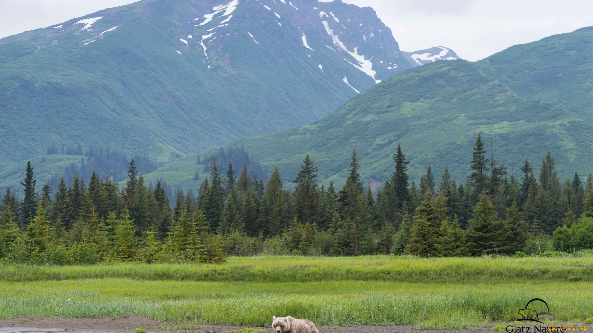 животные, медведи, бурый, лес, горы