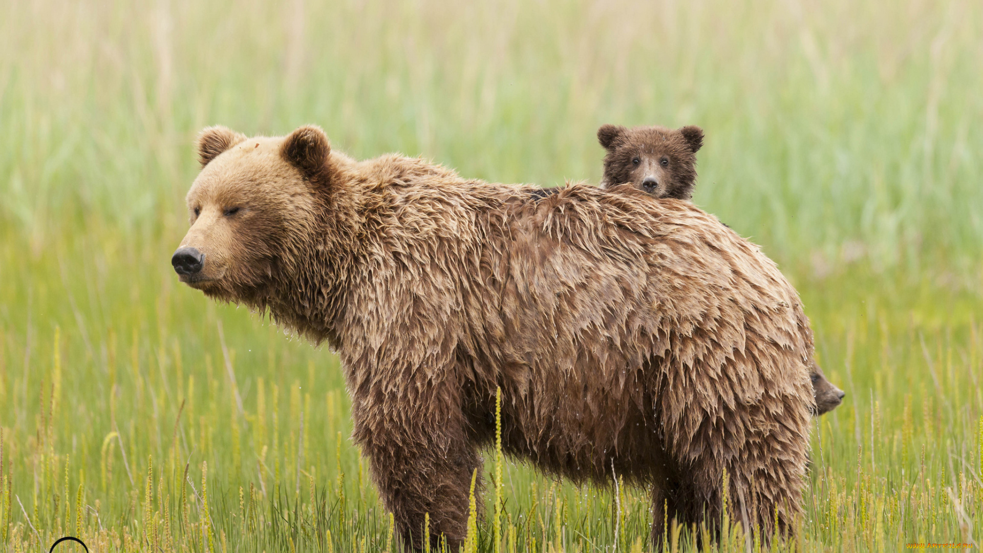 животные, медведи, медведица, медвежонок, трава, луг, материнство