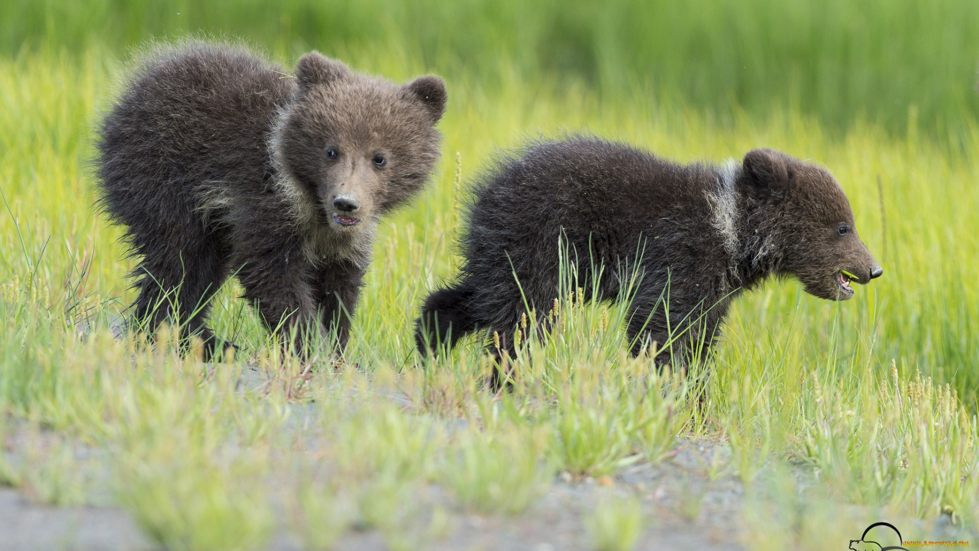 животные, медведи, медвежата, малыши, детёныши