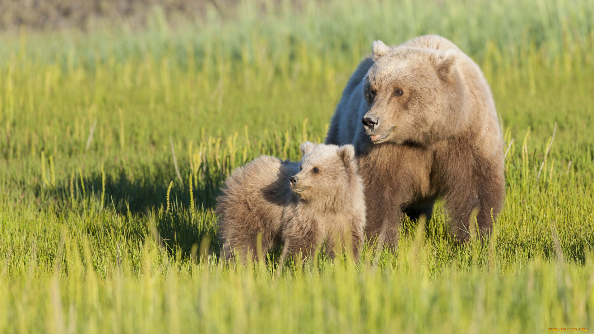 животные, медведи, трава, луг, материнство, медвежонок, медведица