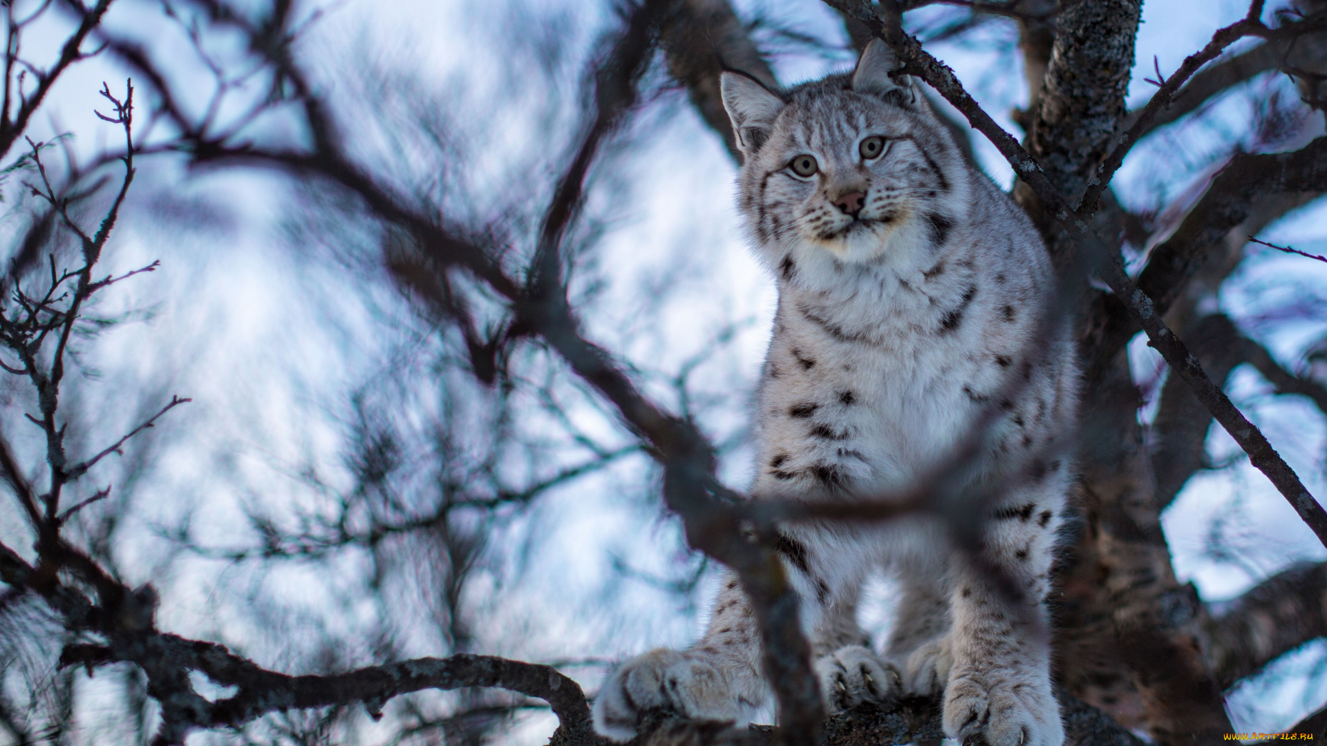 животные, рыси, дерево, кошка, ветки