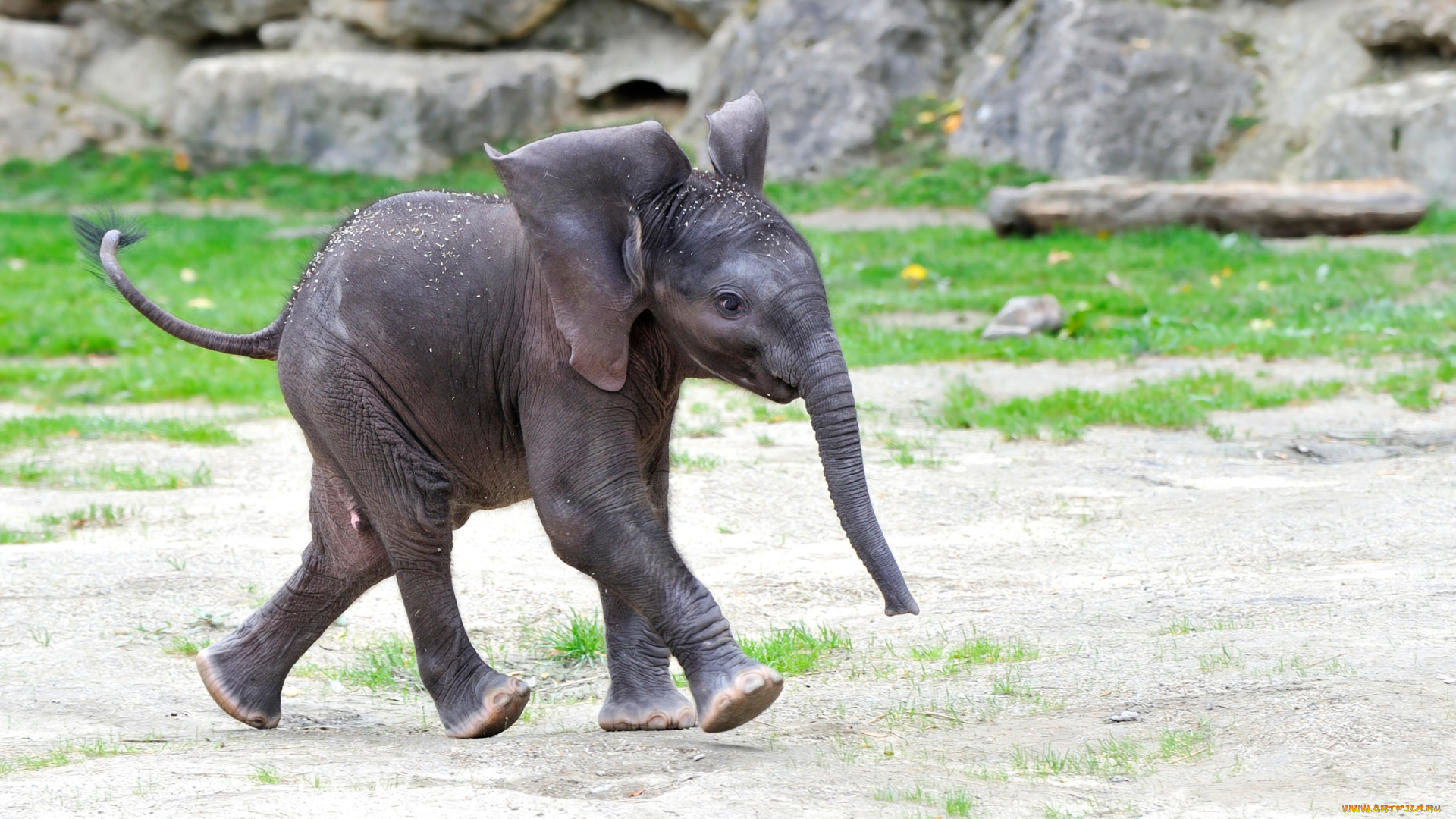 животные, слоны, малыш