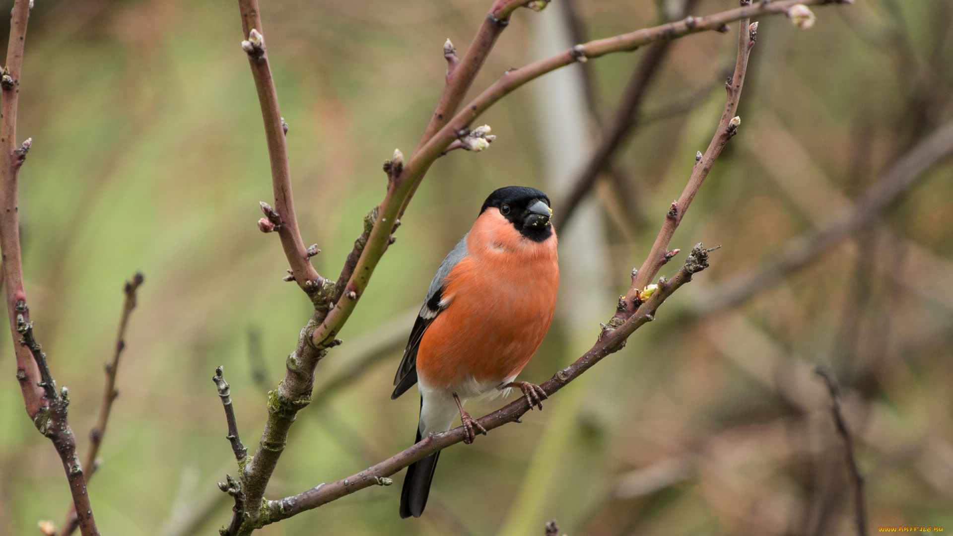животные, снегири, птичка