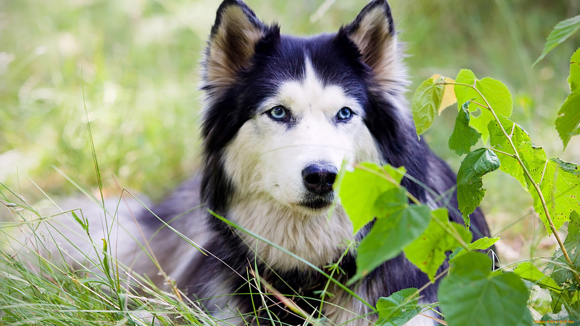 животные, собаки, хаски