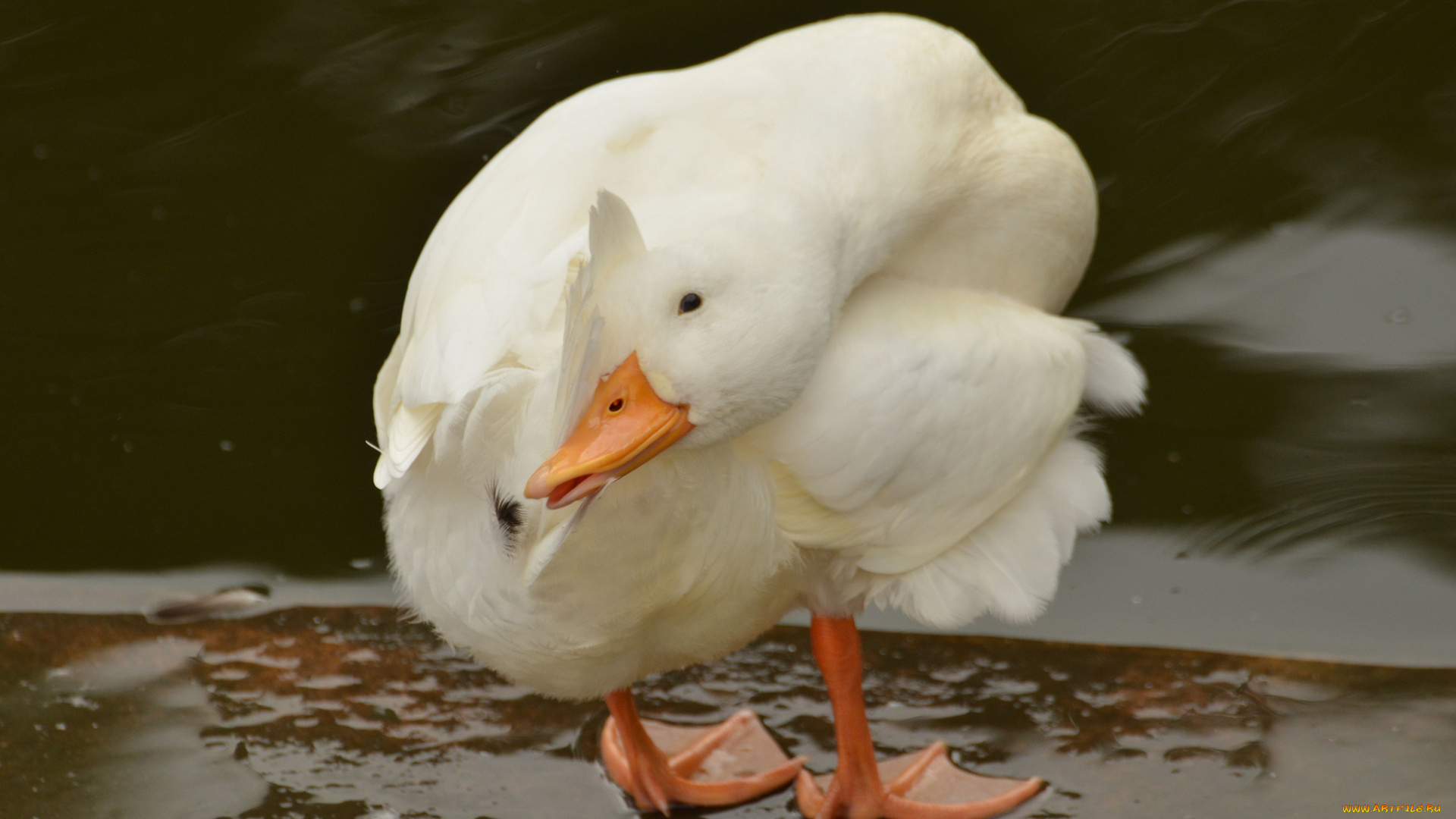 животные, утки, груминг